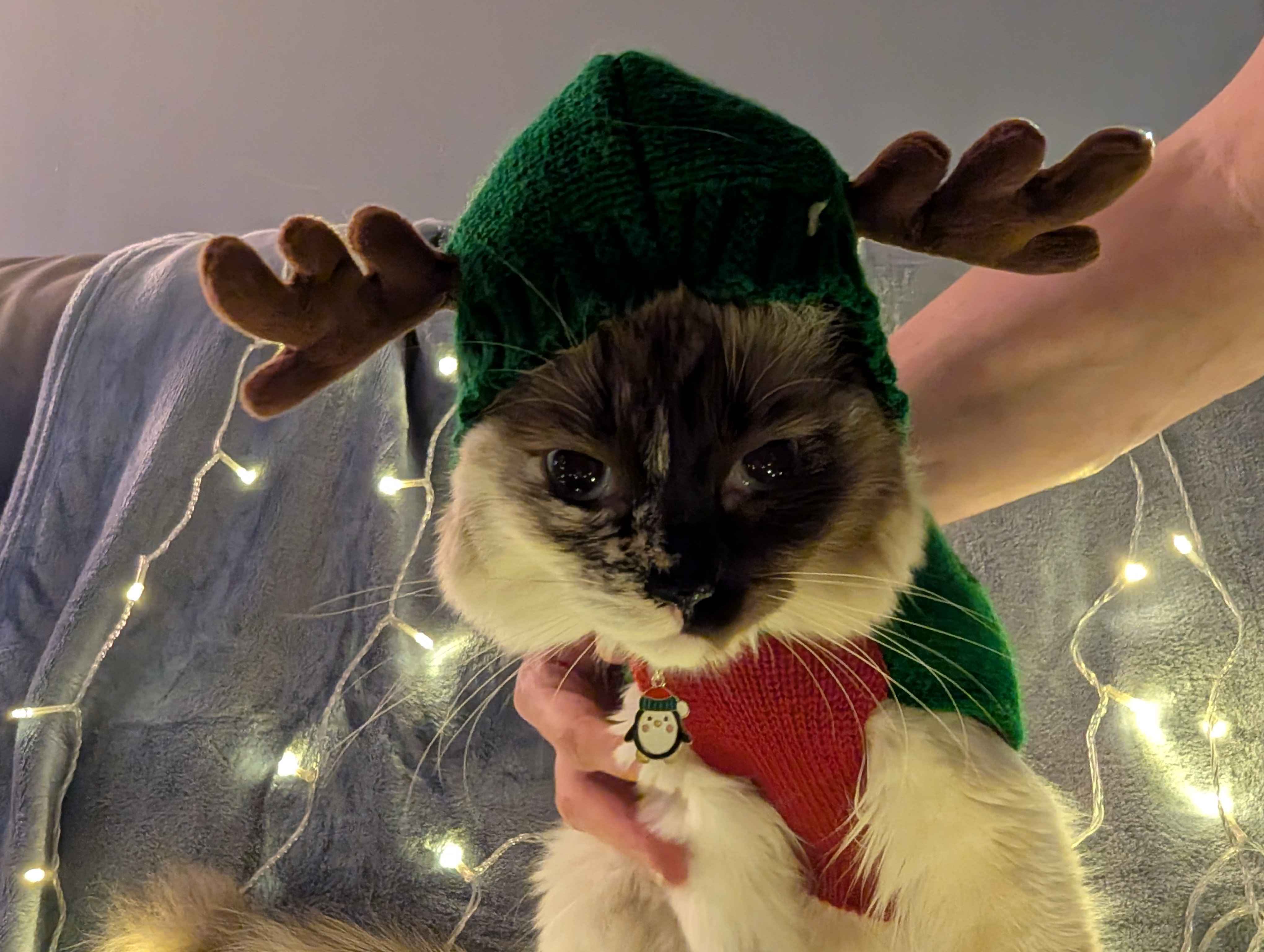 Has anyone misplaced a reindeer? Asking for a friend!