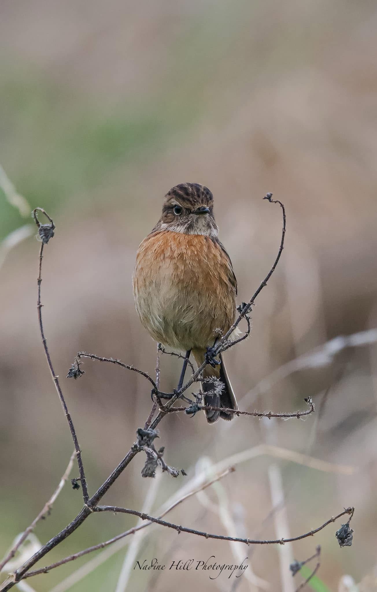 The Charming Stonechat: A Bird with Personality