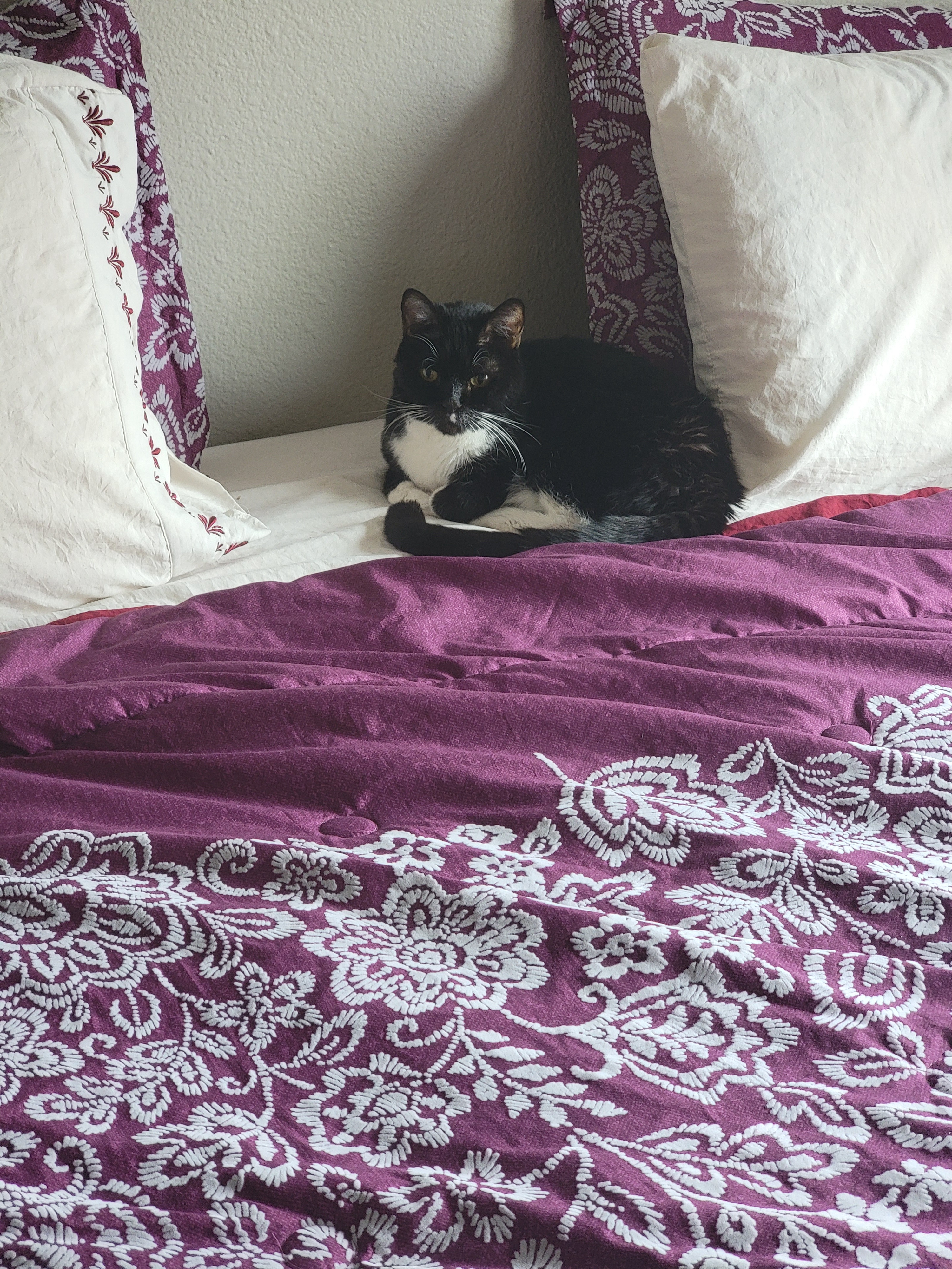 A Daily Dose of Cat Cuteness #1260