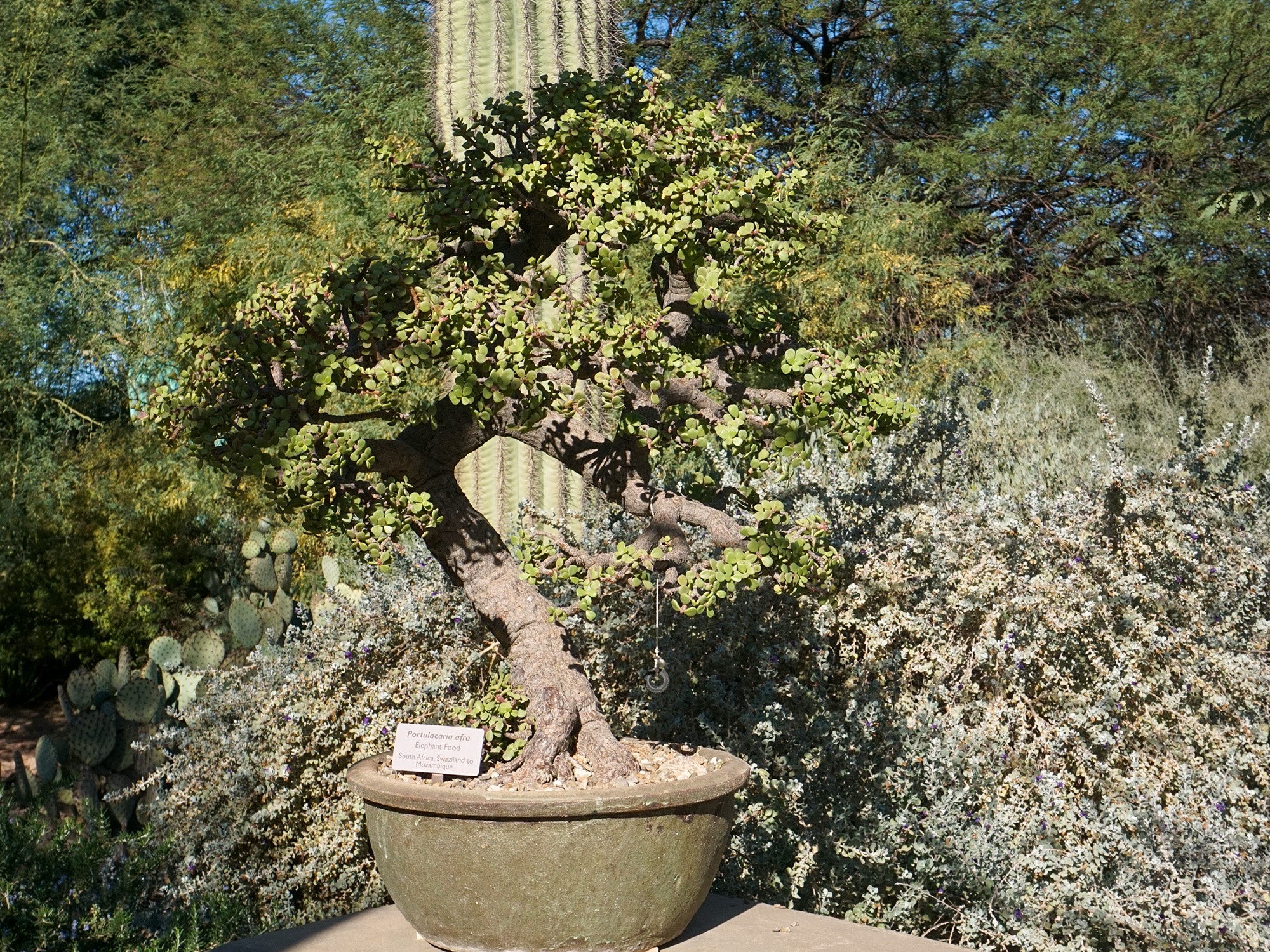 Exploring the Beauty of Desert Botanical Gardens Again