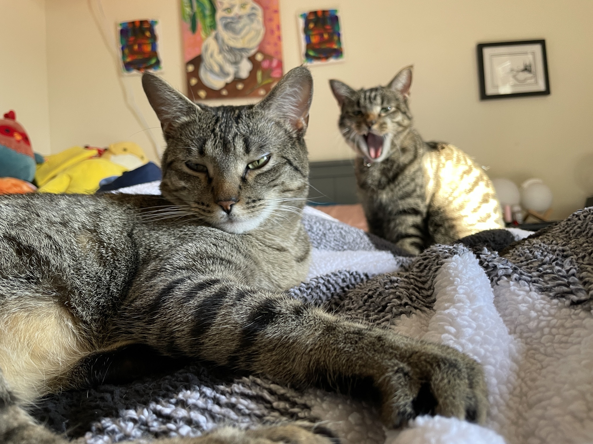 Just Two Adorable Cats Being Their Silly Selves