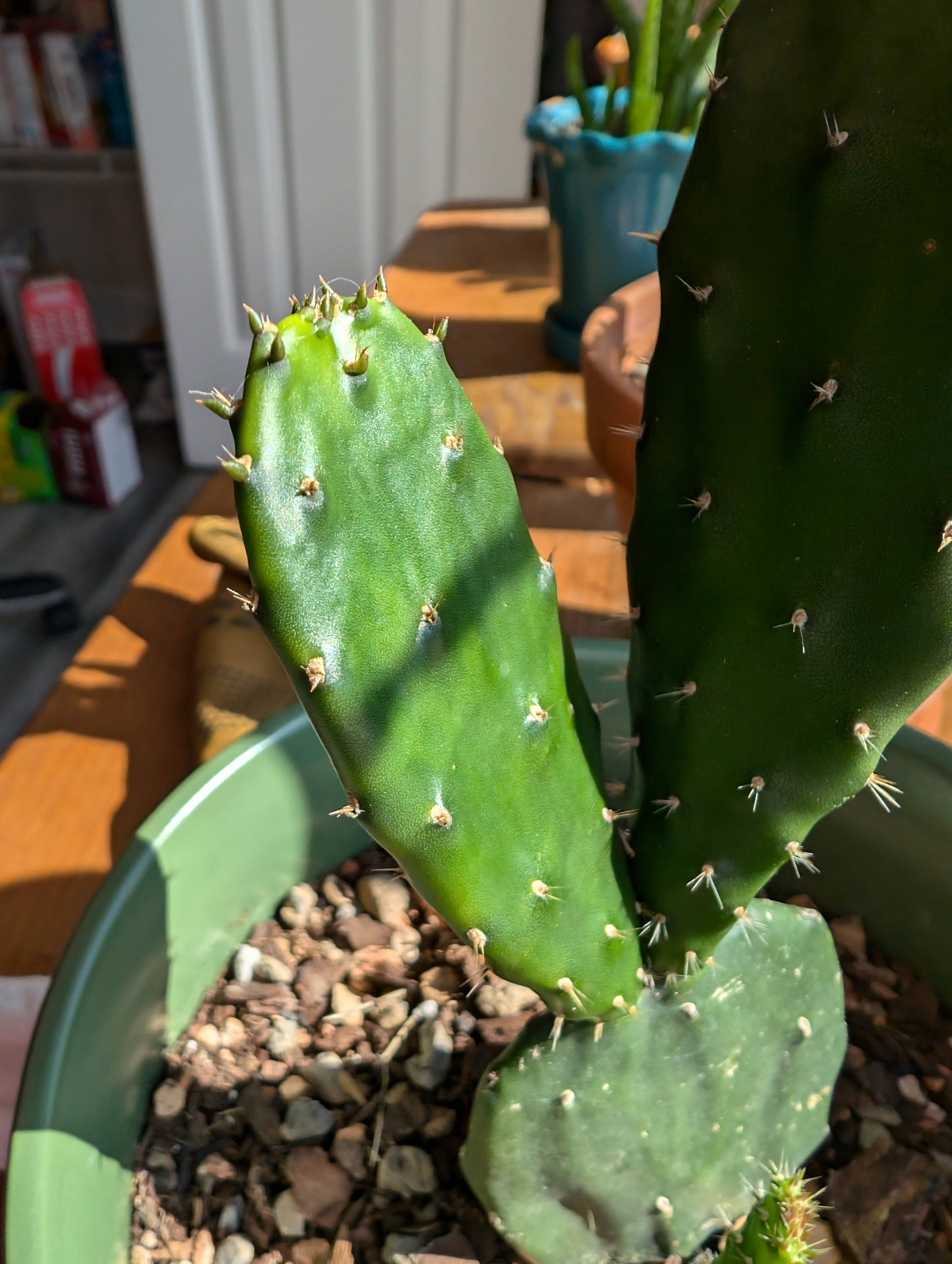 Diagnosing Cactus Woes: What’s Wrong with My Plant?
