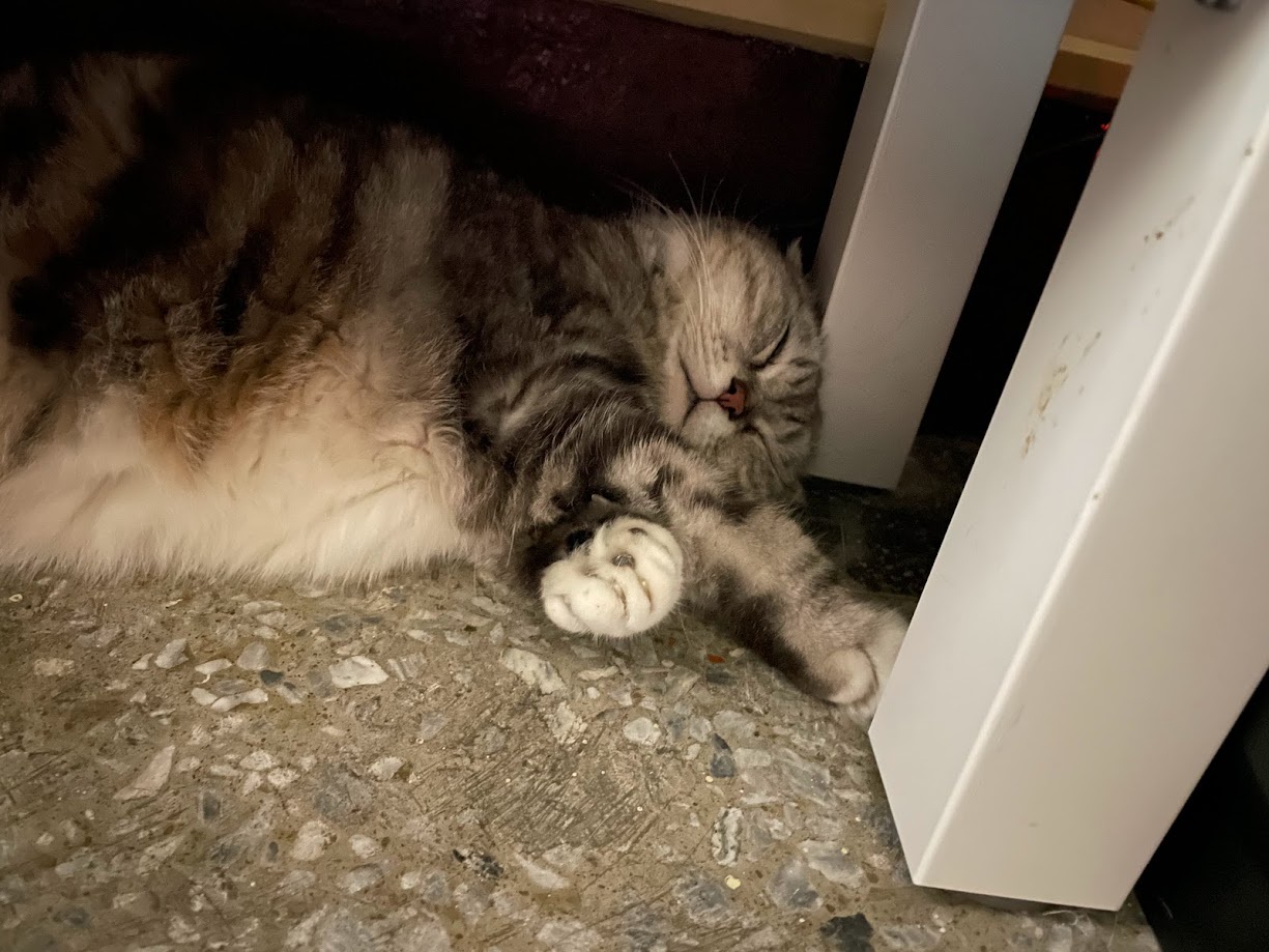 The Adventures of a Cat