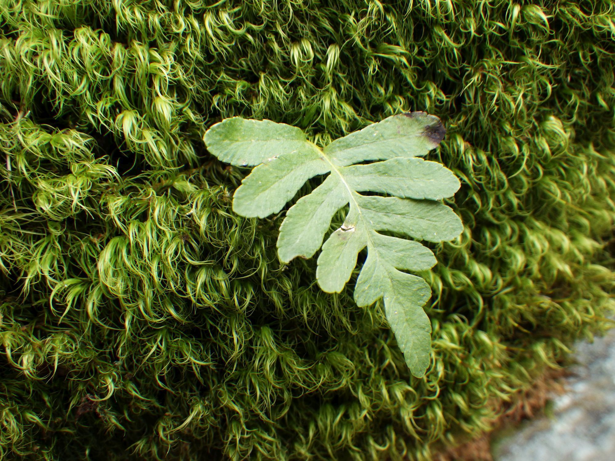 Discover the Unique Beauty of the Rock Cap Fern