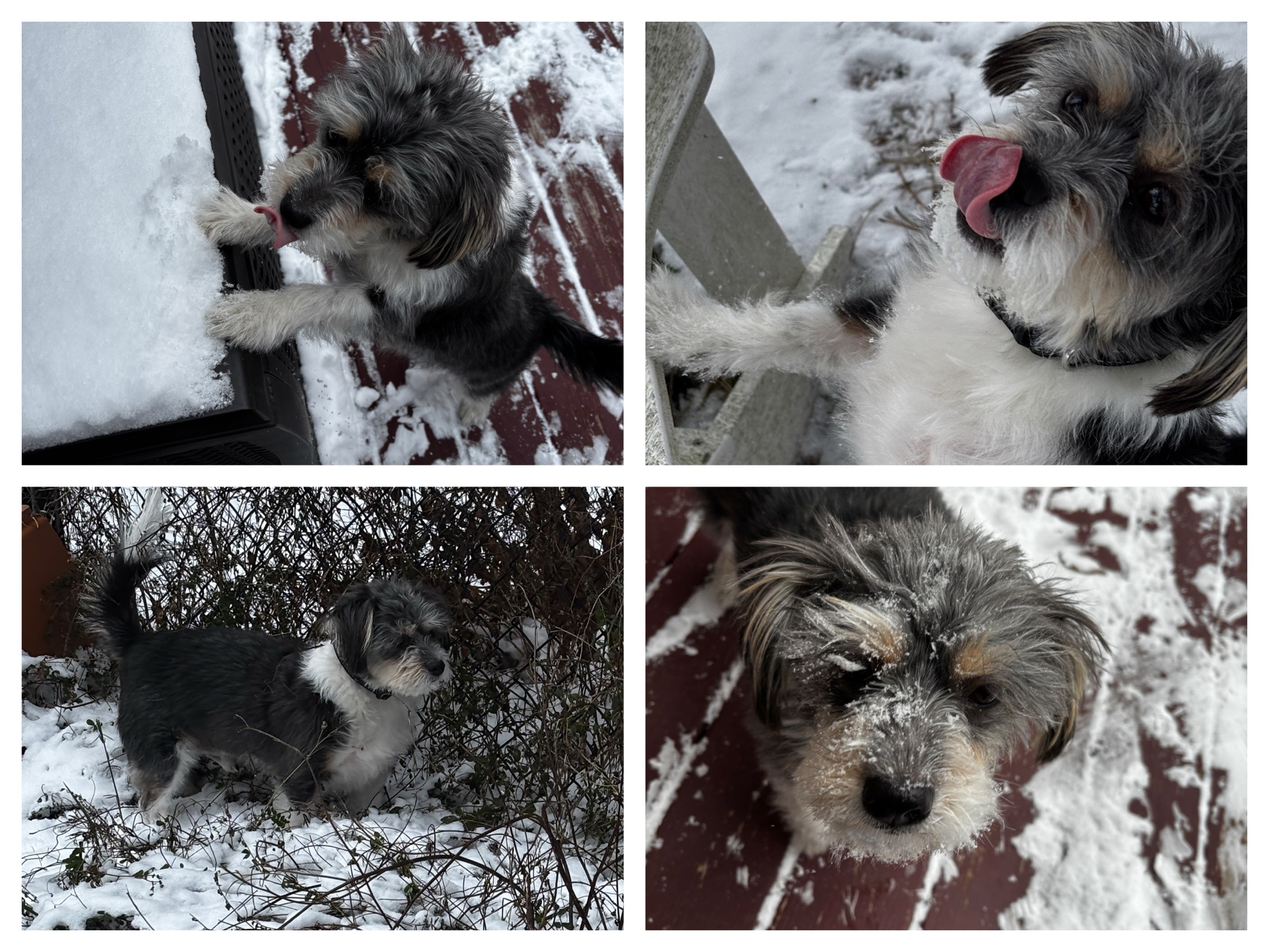 Today's Rigby Ragazzo update