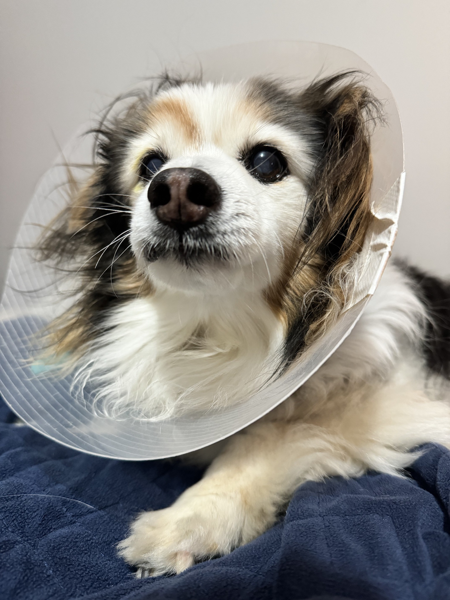 Daily Dose of Cuteness: My Dog Panko in a New Photo Every Day