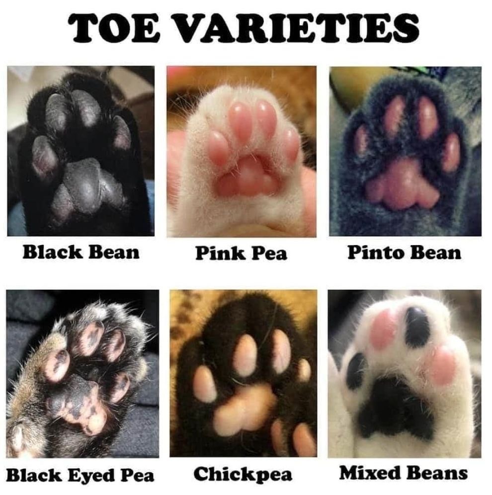 The Quirky Charm of Beanie Weenies