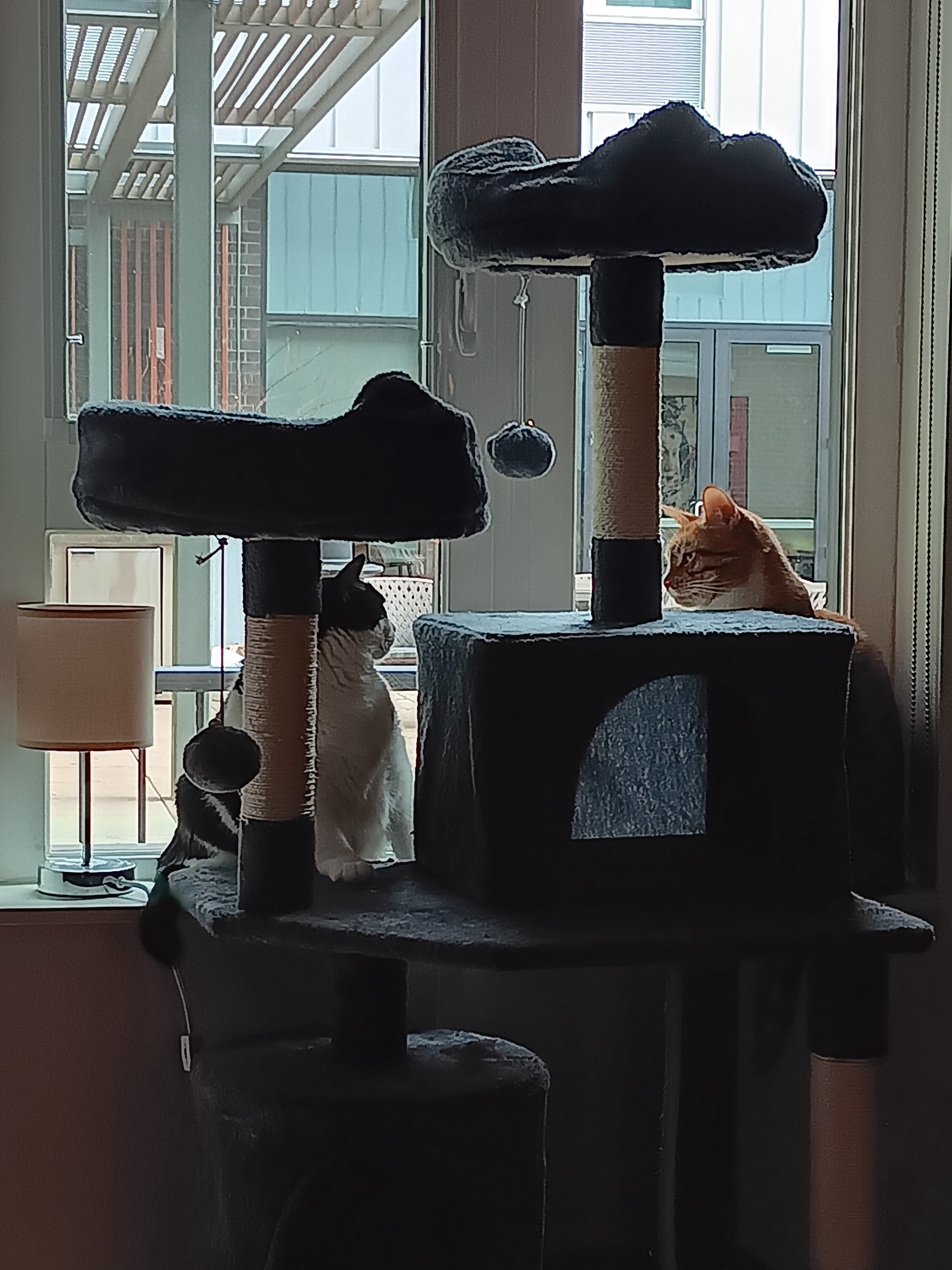 My Cats Are Holding a Secret Meeting to Plot My Downfall