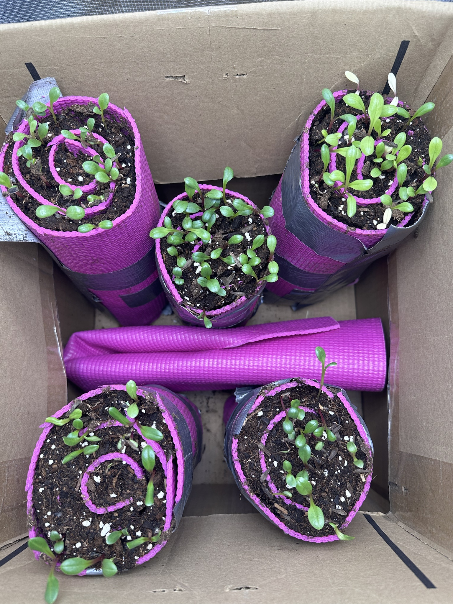 My First Attempt at Growing Dahlias from Seed: Trying a New Germination Method!