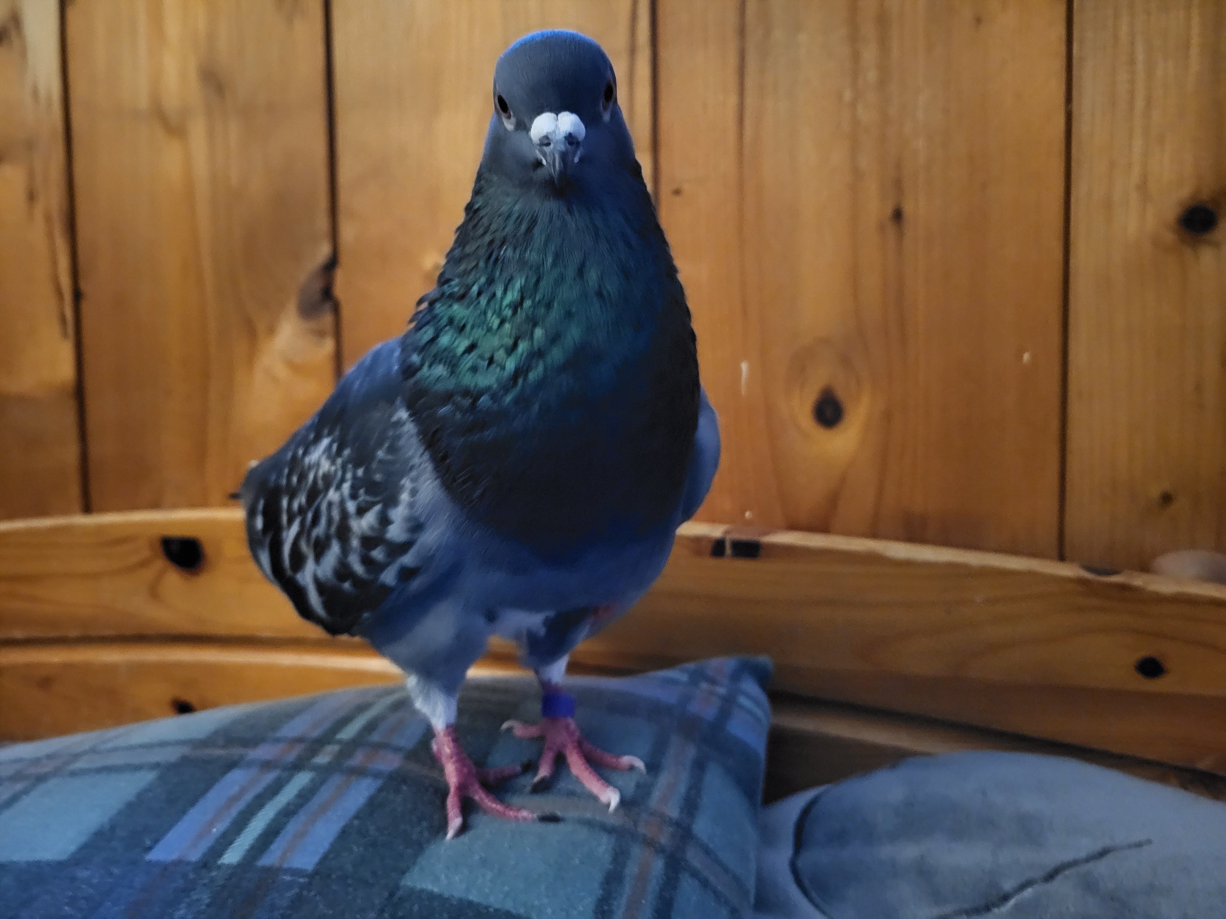 Meet Gracey, the charming pigeon with a personality!
