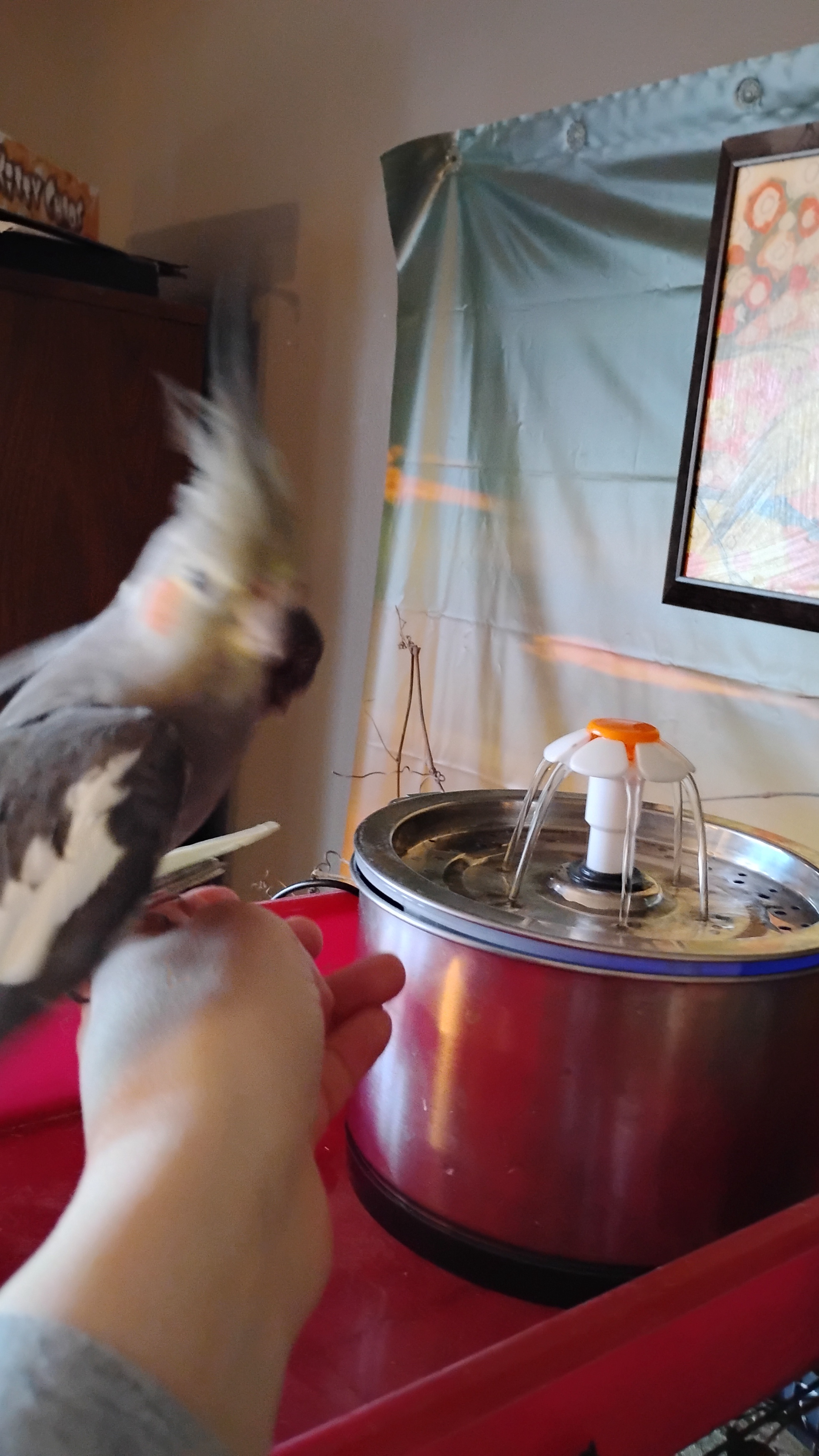 Your daily dose of bird content: Water can be intimidating!