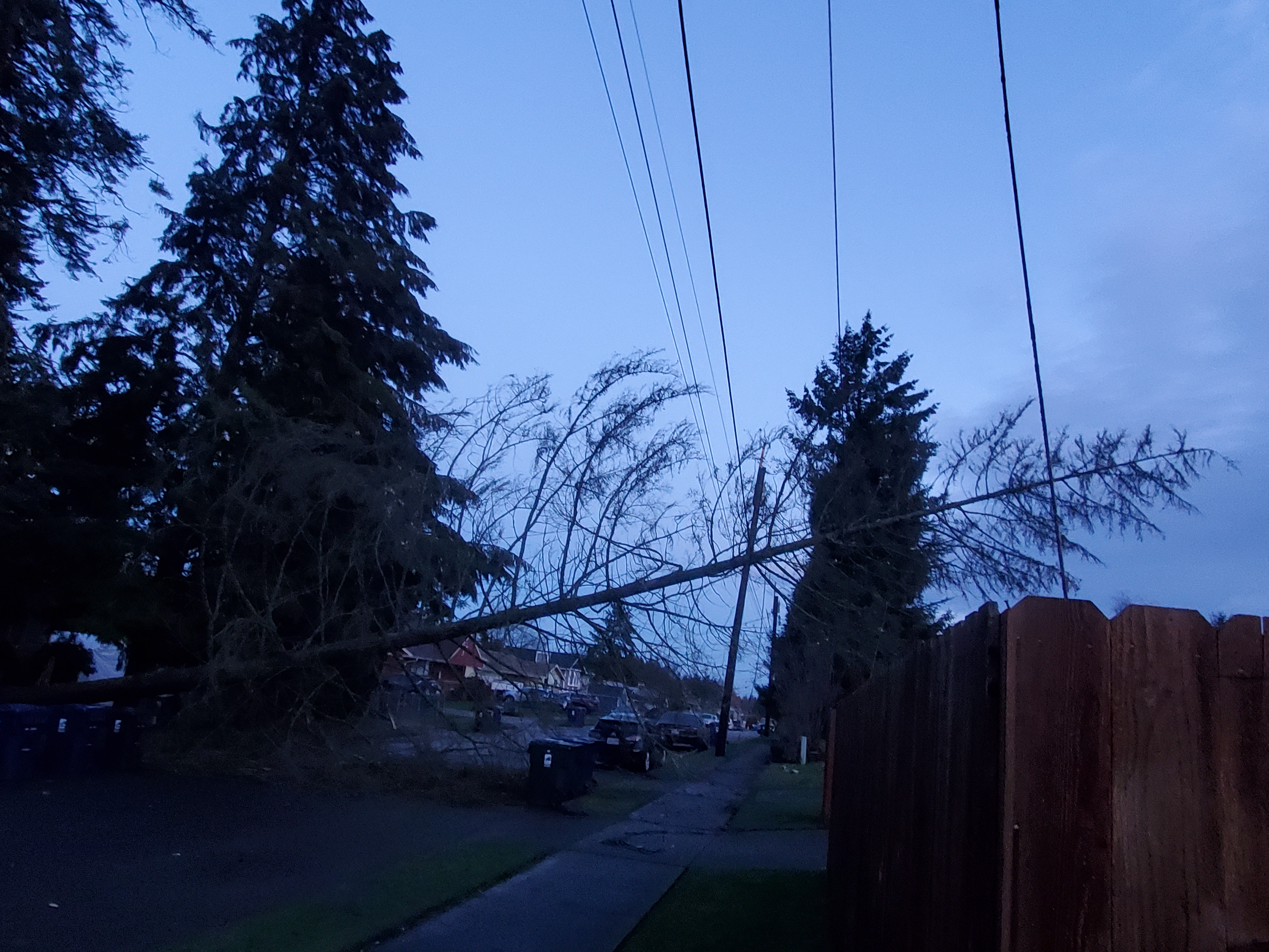 Windstorm narrowly spared the house by knocking down a tree!