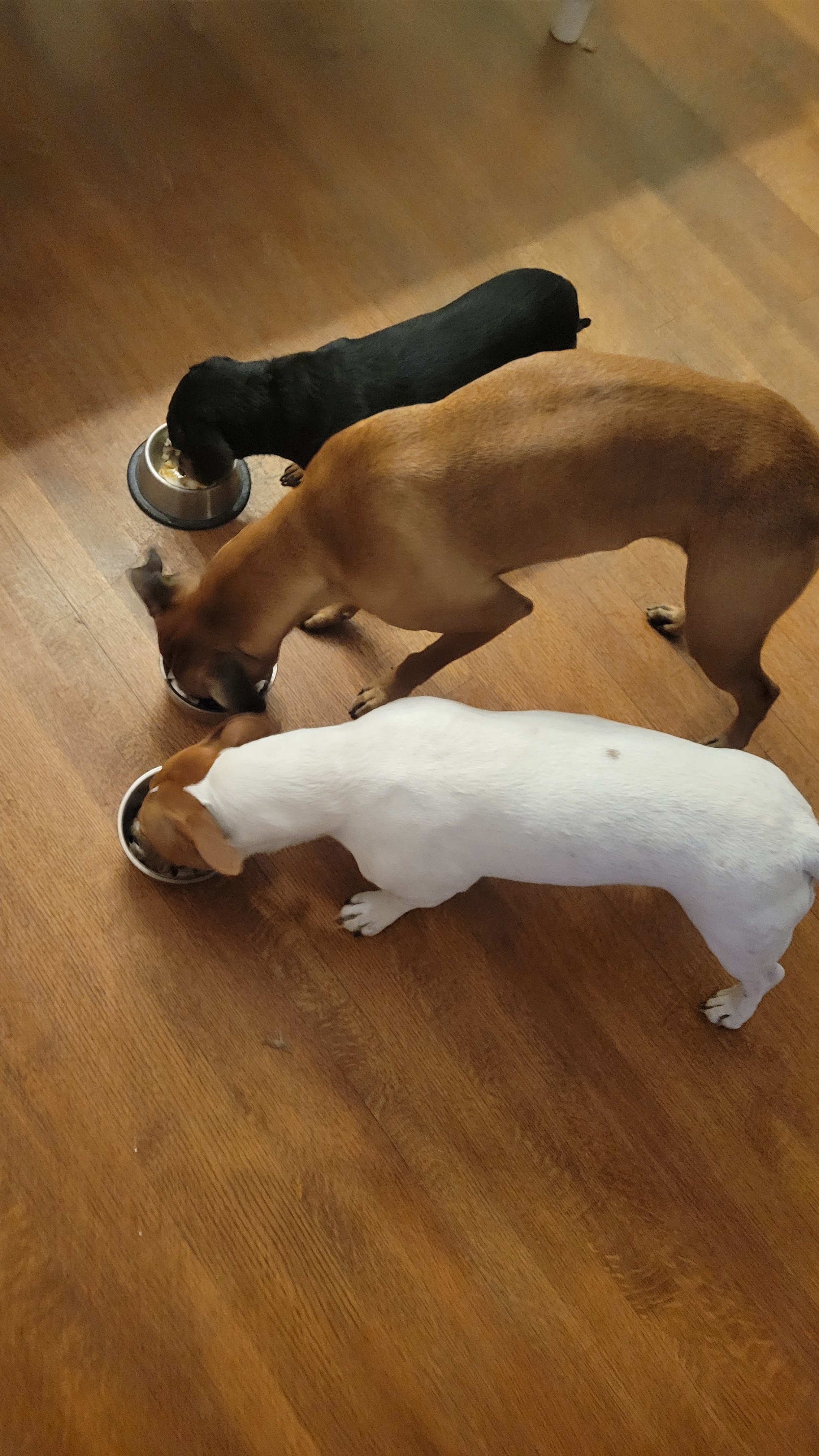 Dogs Relishing a Feast on Turkey Day