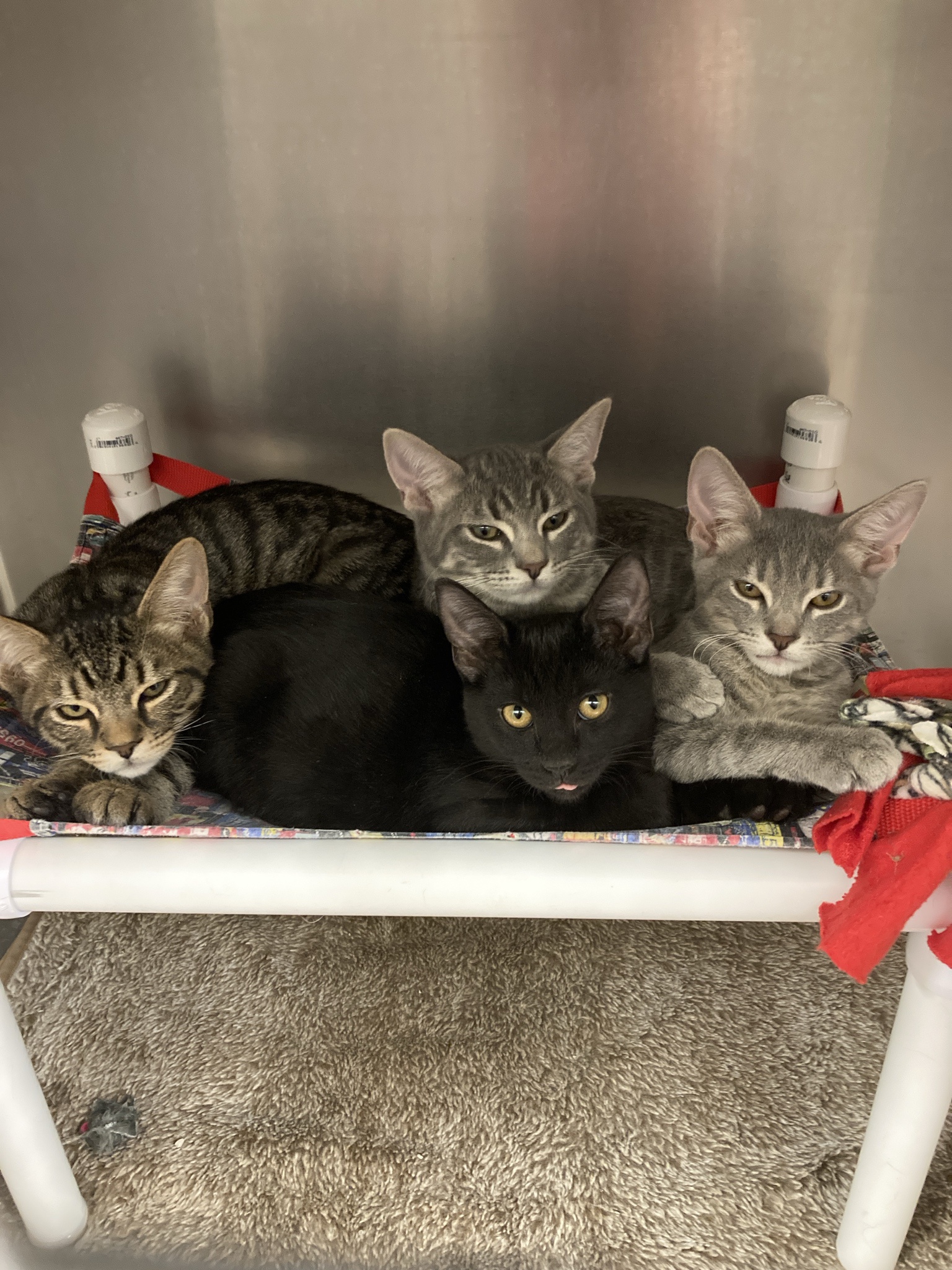The Ultimate Cuddle Puddle Experience