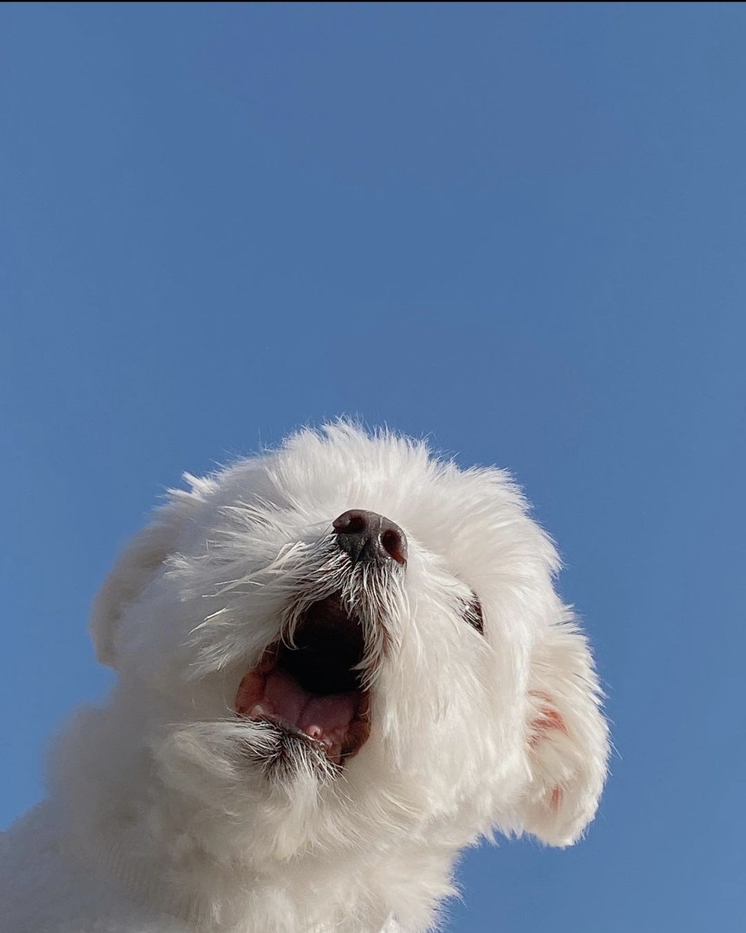 Adorable Doggy Moments