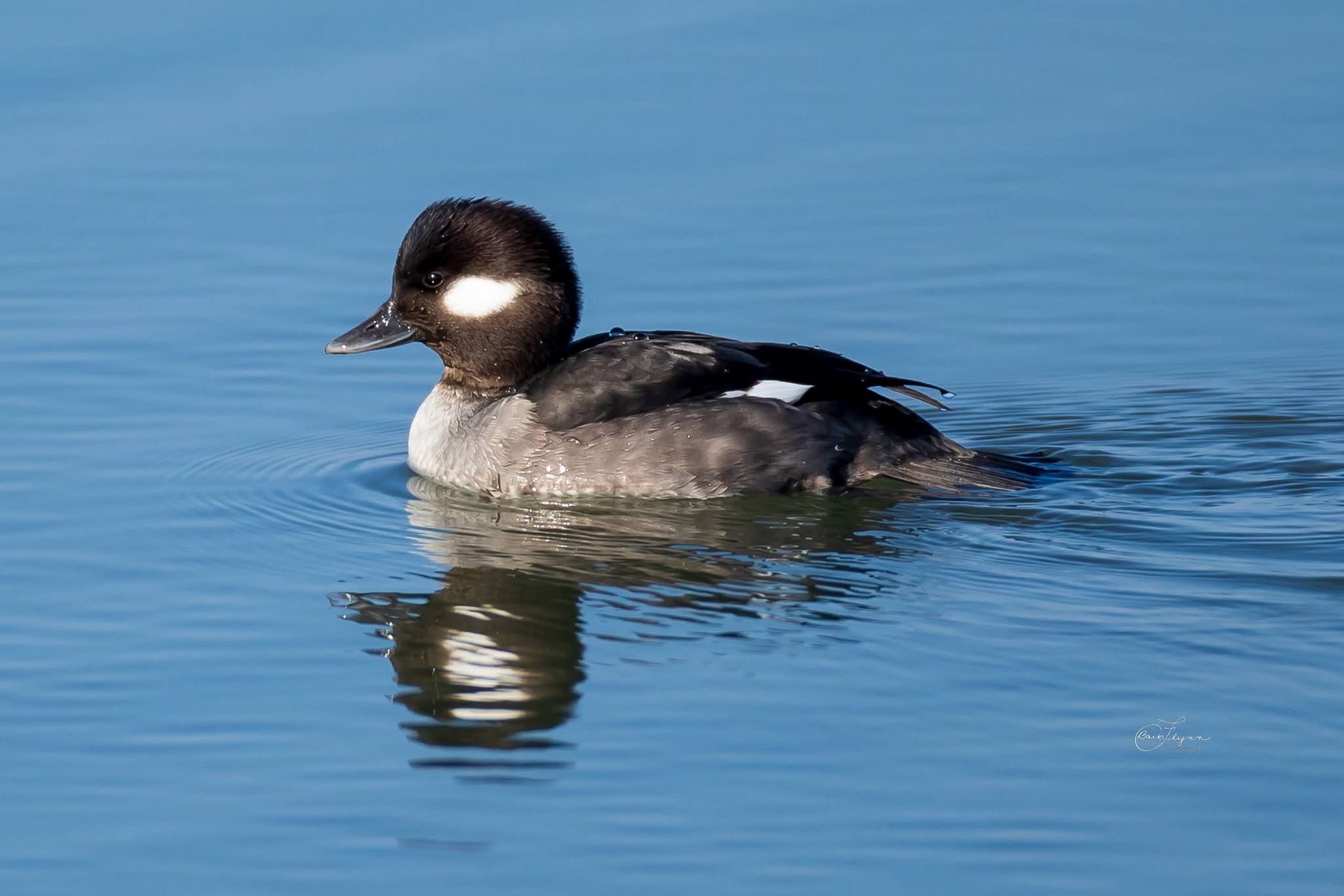 Meet the Bufflehead: A Charming Waterfowl