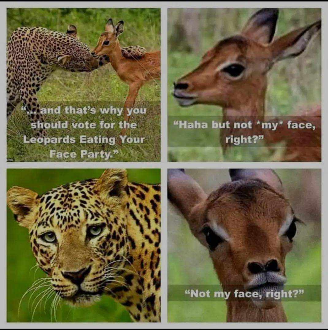 Leopard vs. Face: A Wild Encounter