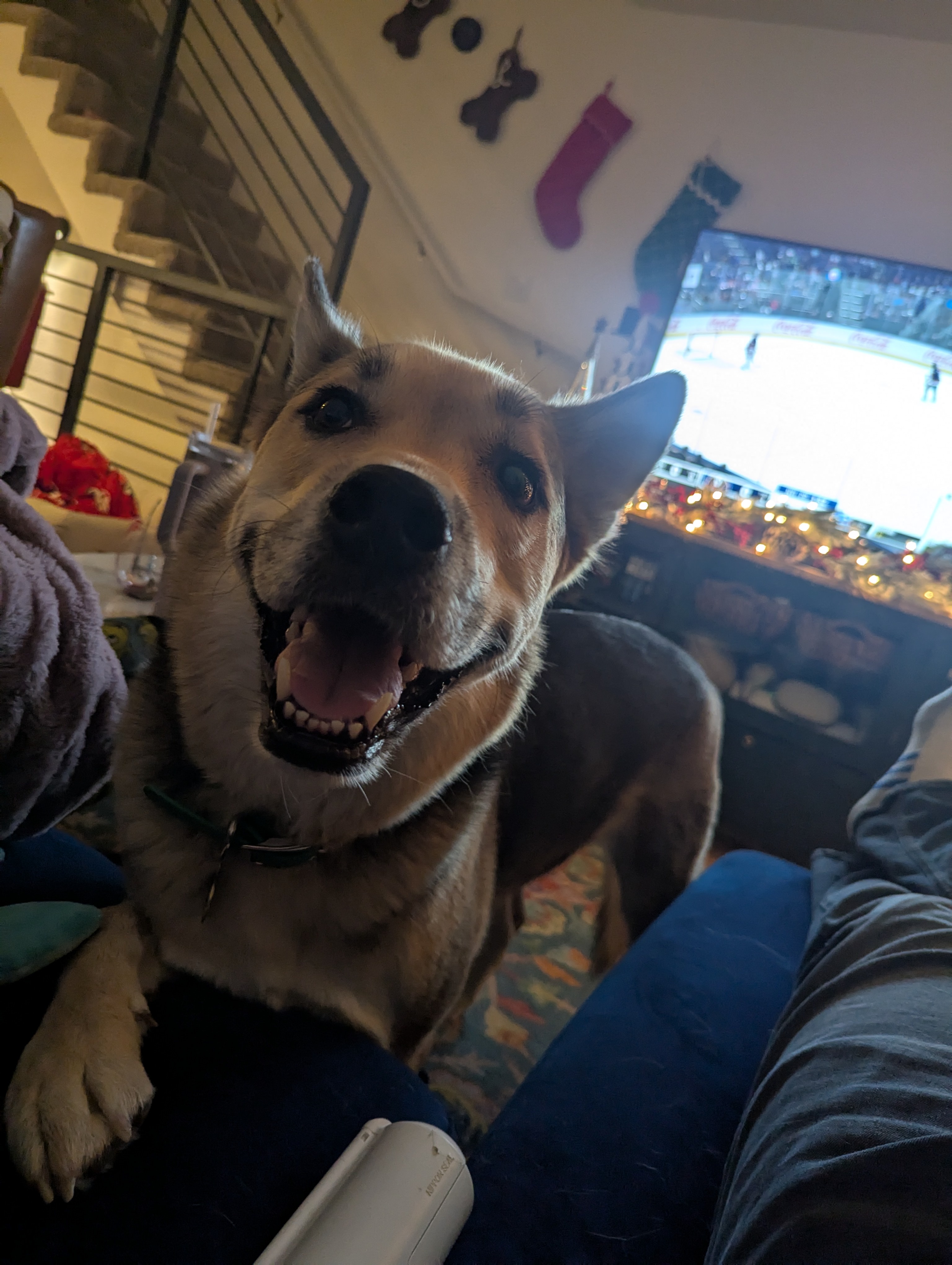 Intermission with Dewey: A Break from Reality