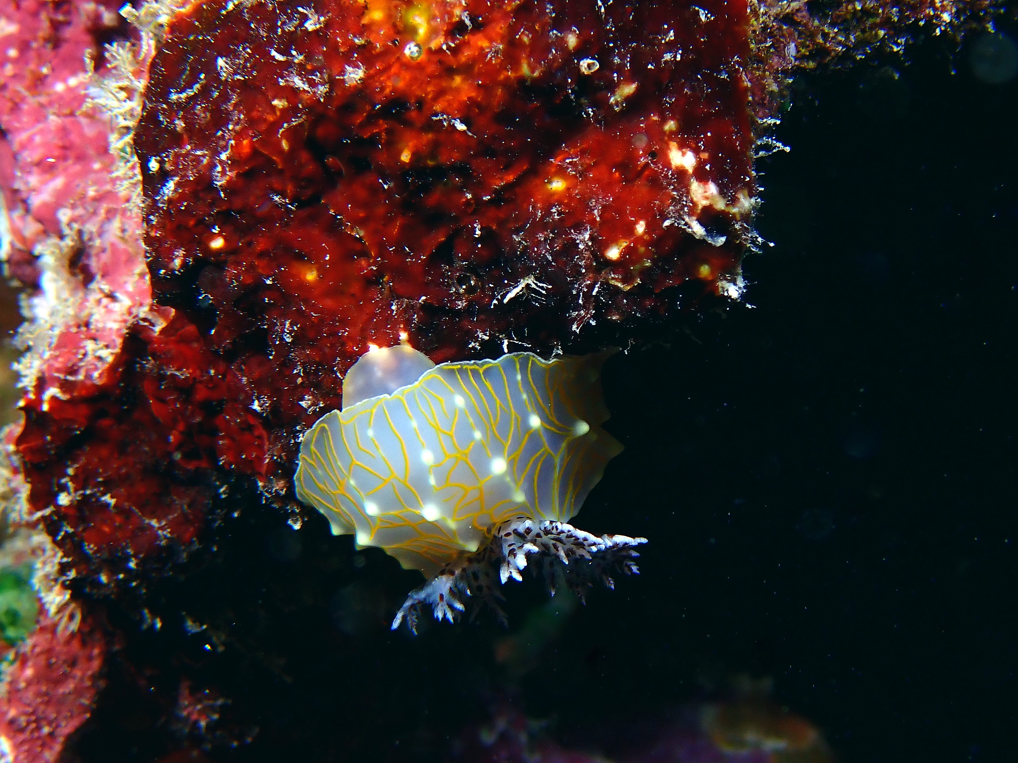 Meet the Stunning Gold Lace Nudi!