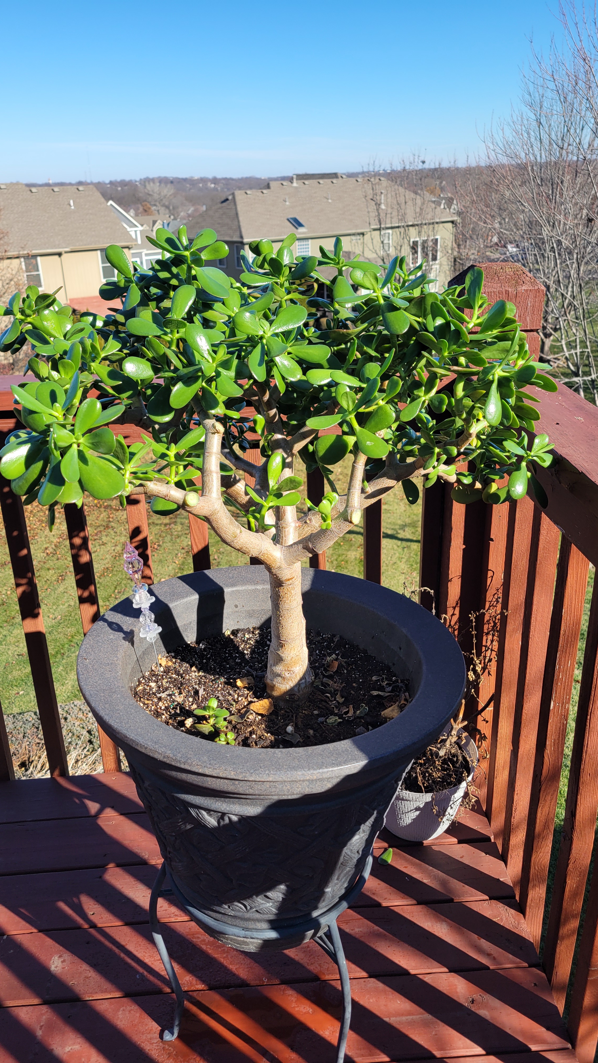 After the Pruning: New Growth and Cuttings