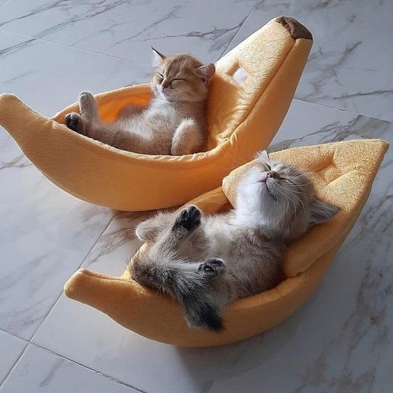 Cozy Up in Banana Beds