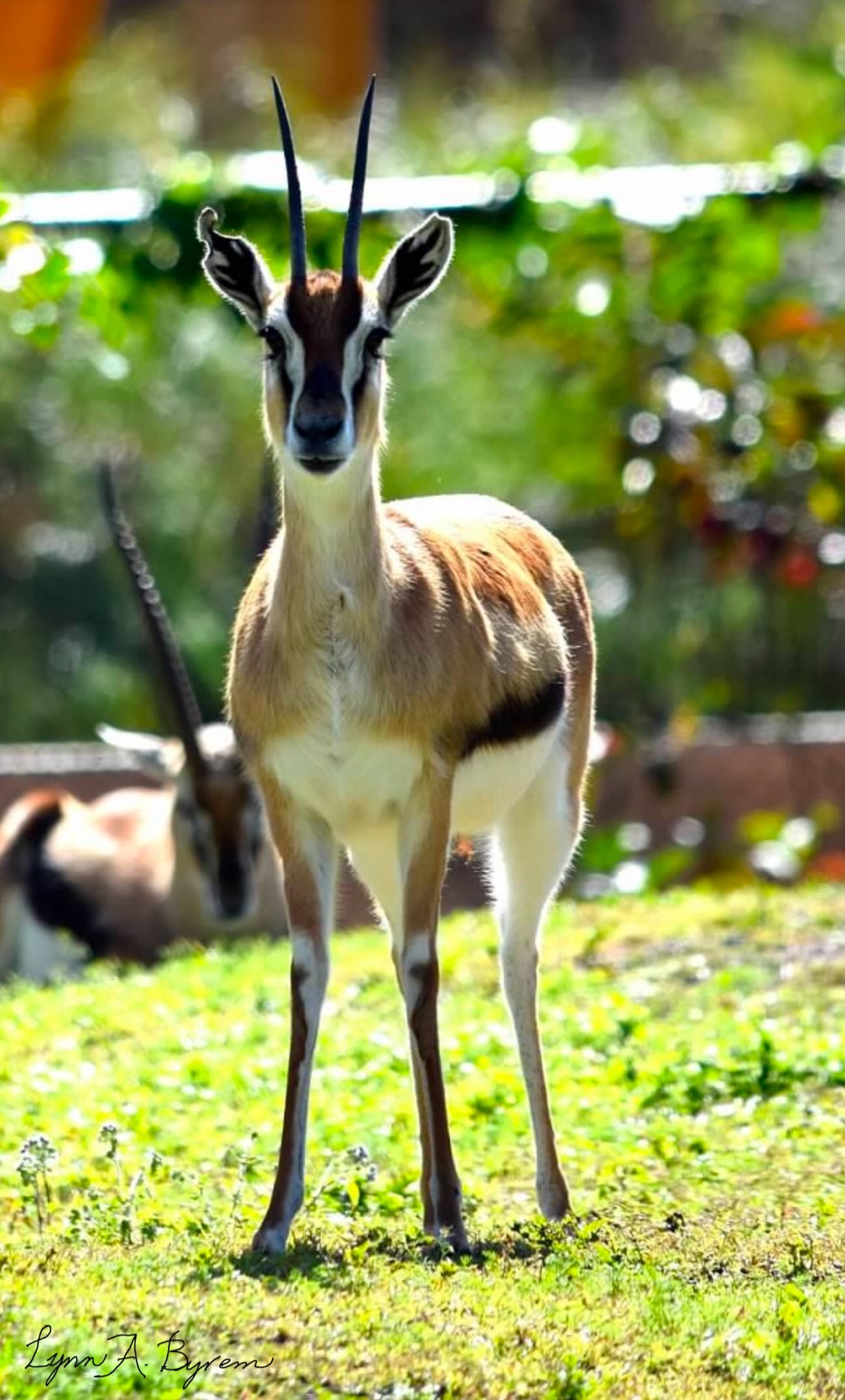 Spotlight on the graceful Thomson's gazelle.