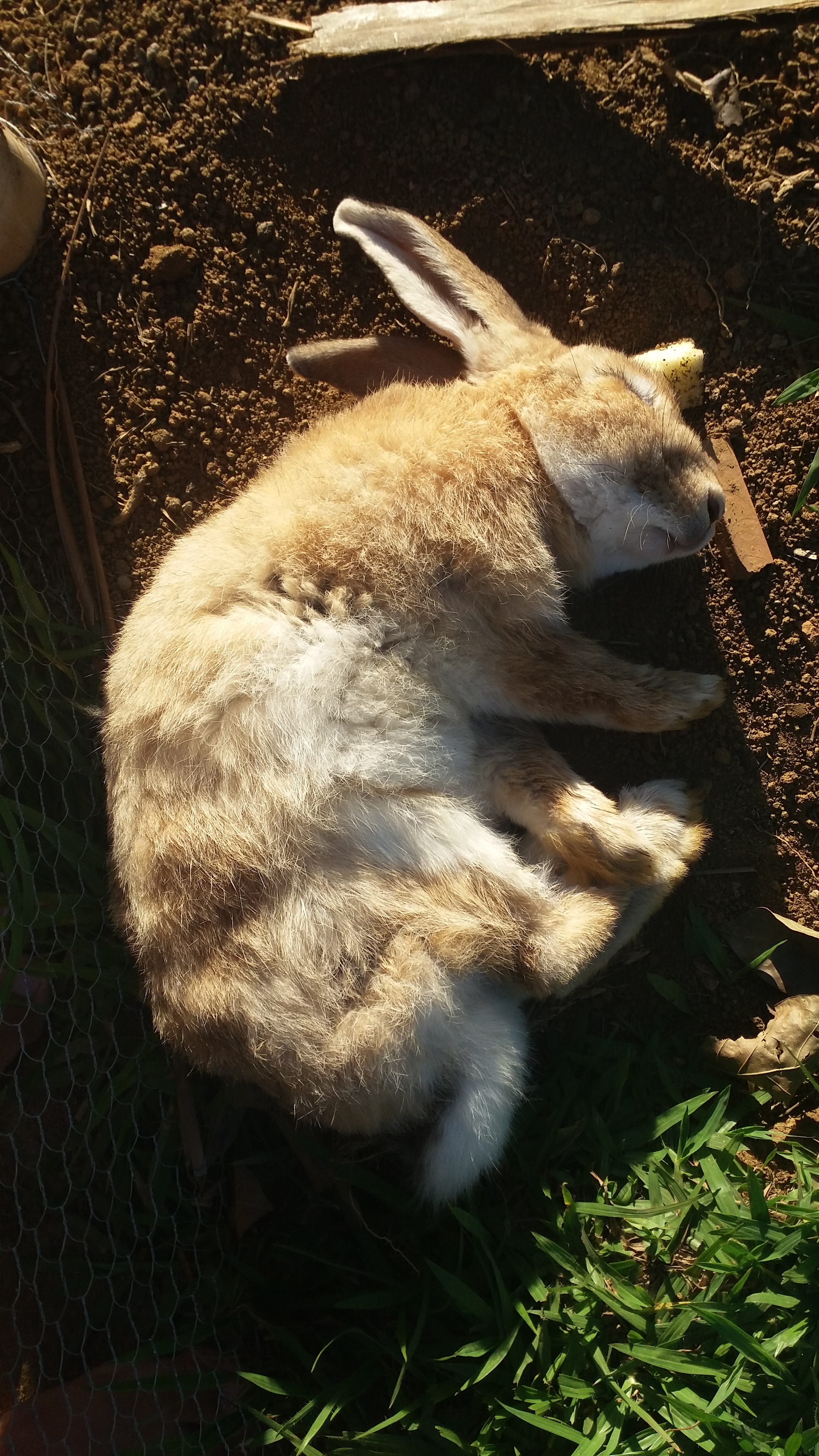 Adorable Bunnies Galore!