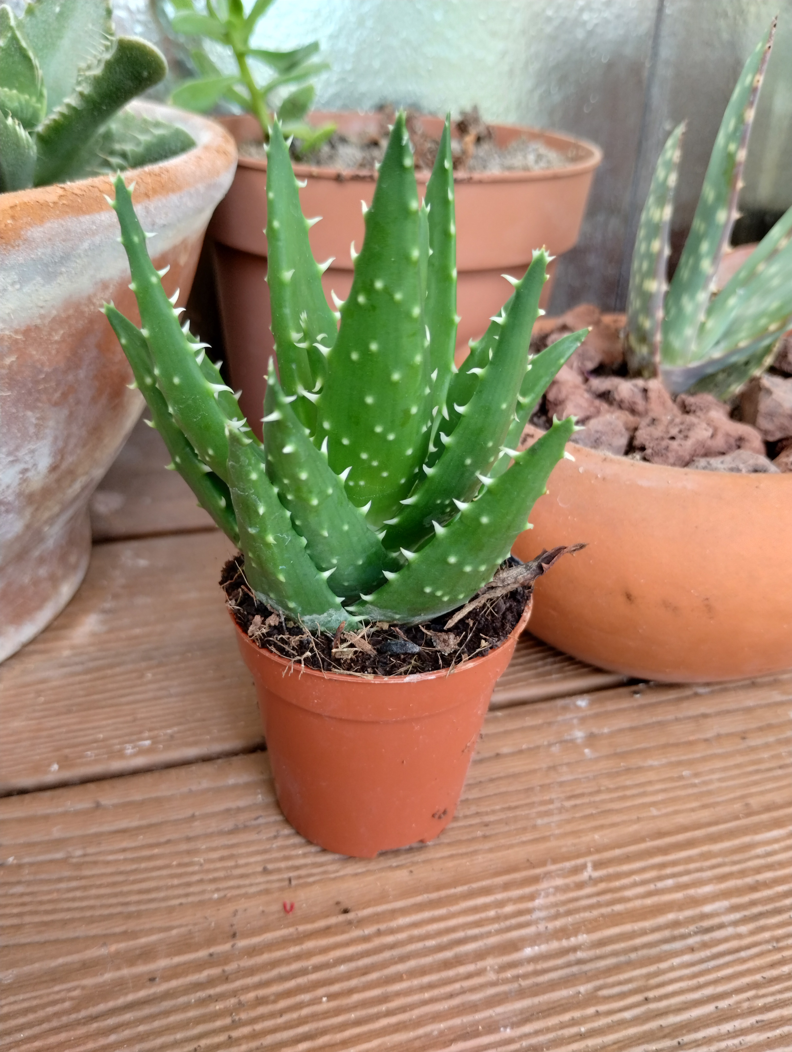 Welcome and Transplant: A New Beginning