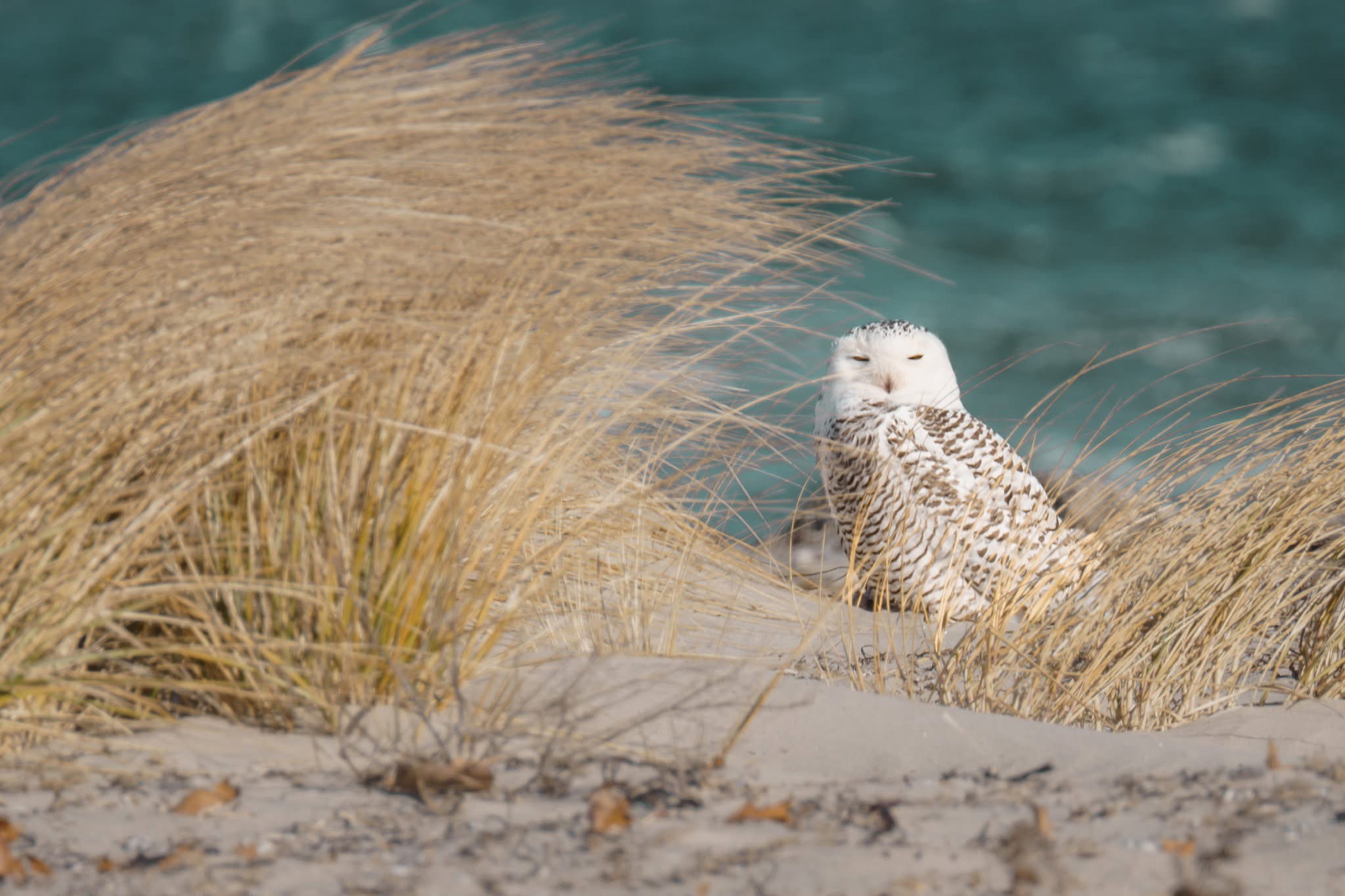 Majestic Snowy Owl in All Its Glory