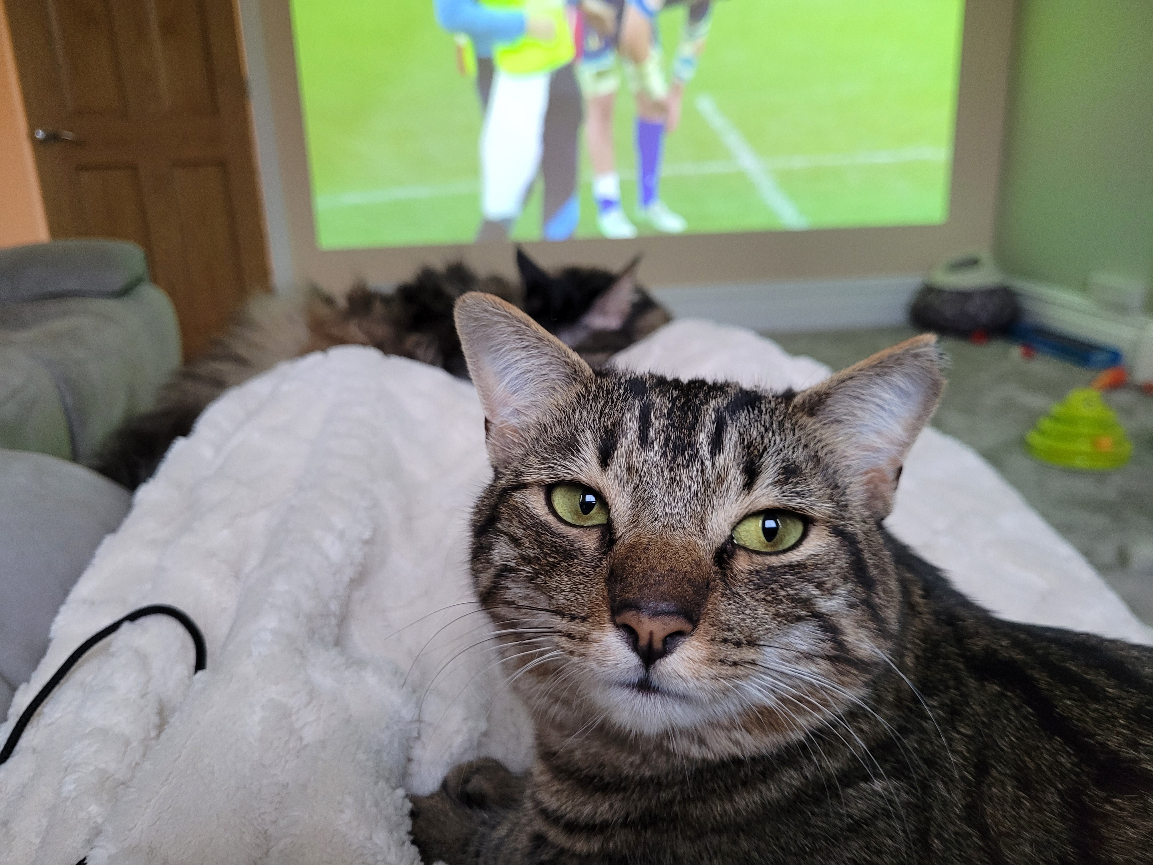 Cats and Rugby: The Perfect Recipe for a Joyful Sunday