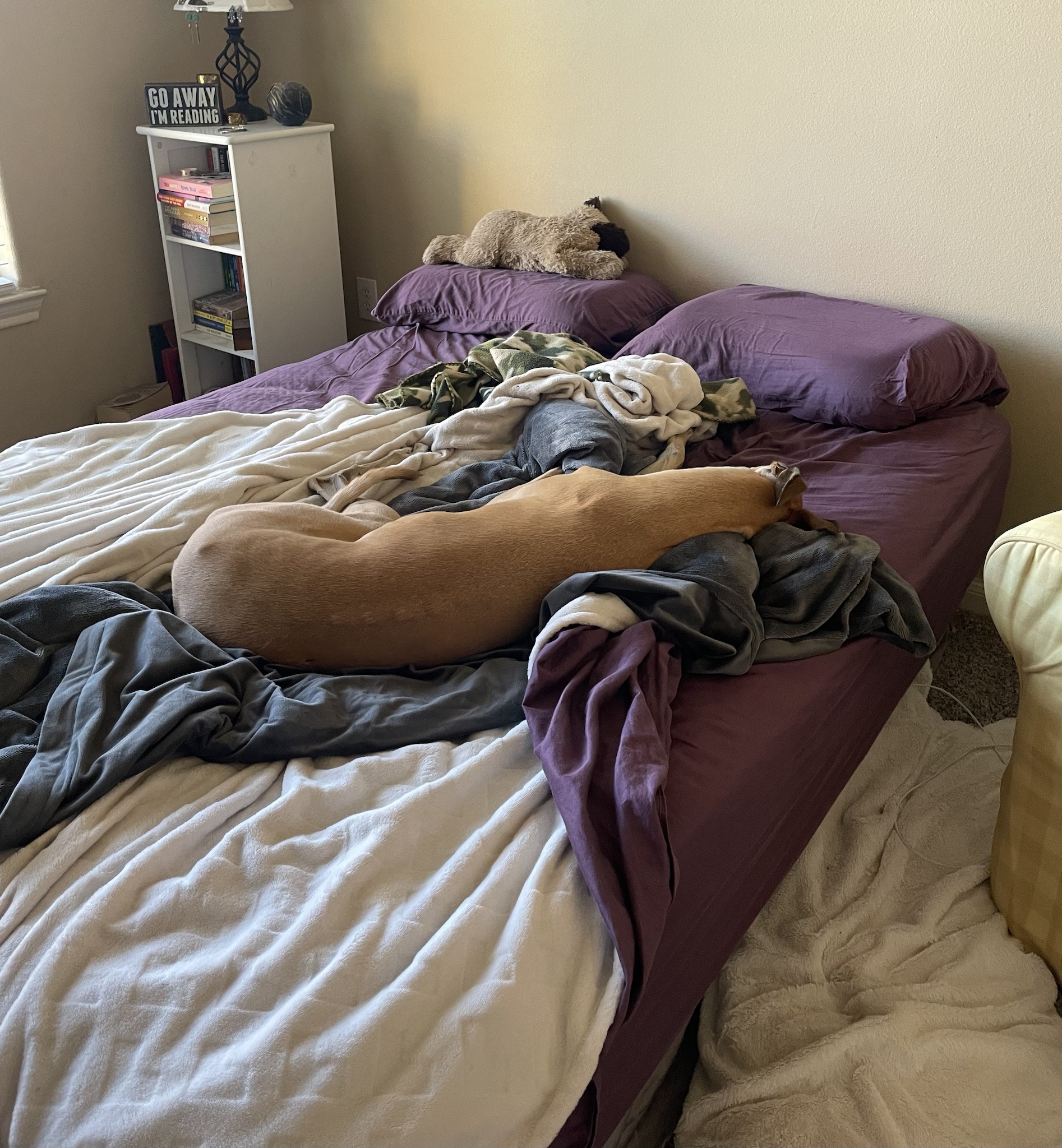 The intermission dog: your break buddy