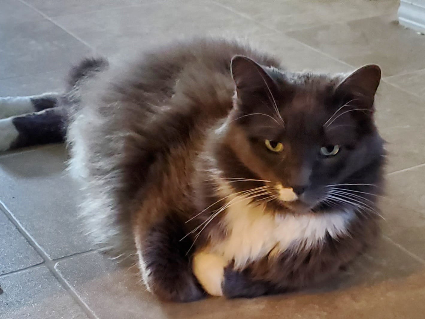 Binky Needs Your Help: Can You Step In?