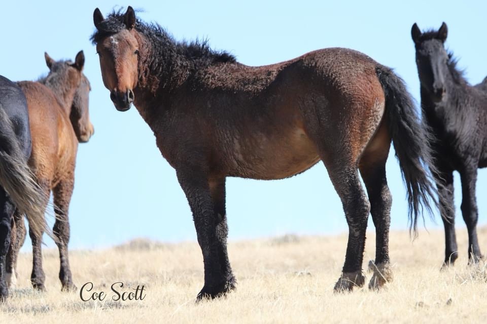All About Mustangs: The Iconic American Car