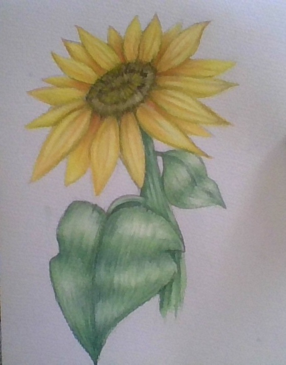 A Vibrant Sunflower in Full Bloom