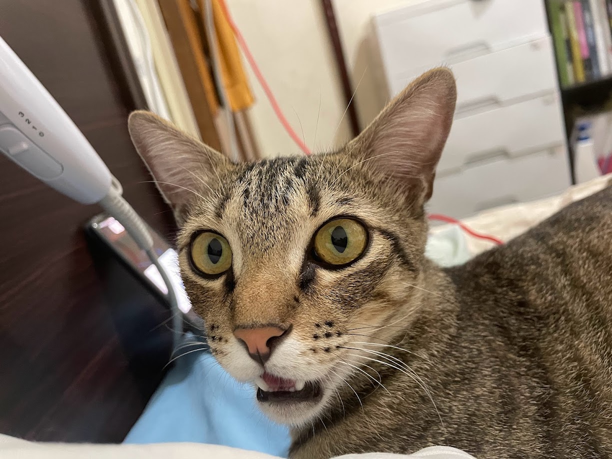 Yet another charming cat sighting