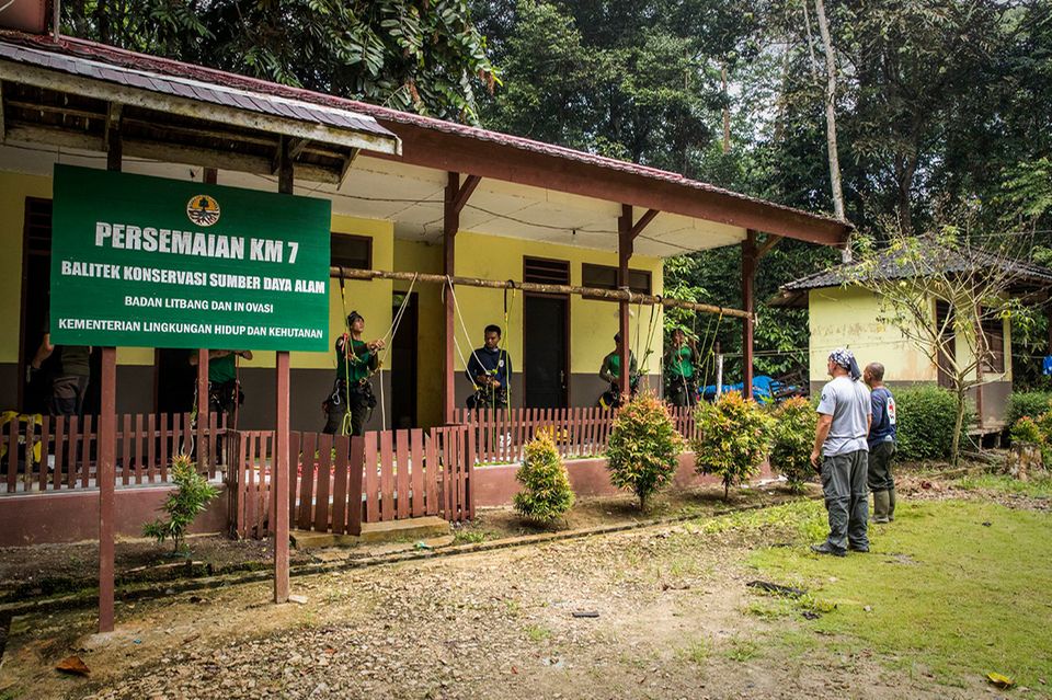 Teaching Orphaned Orangutans to Climb: A Heartwarming Borneo Story
