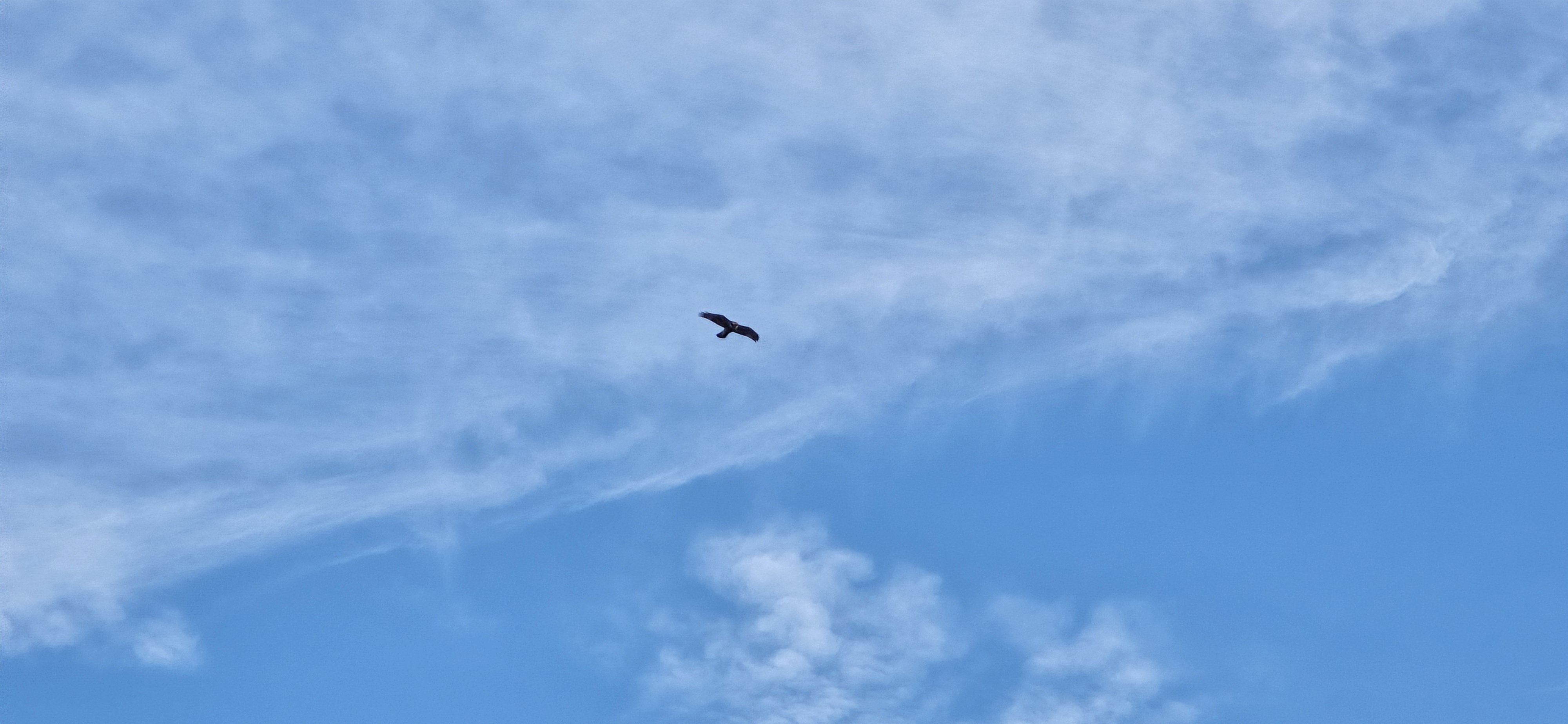 Watch Out for the Majestic Bird of Prey!