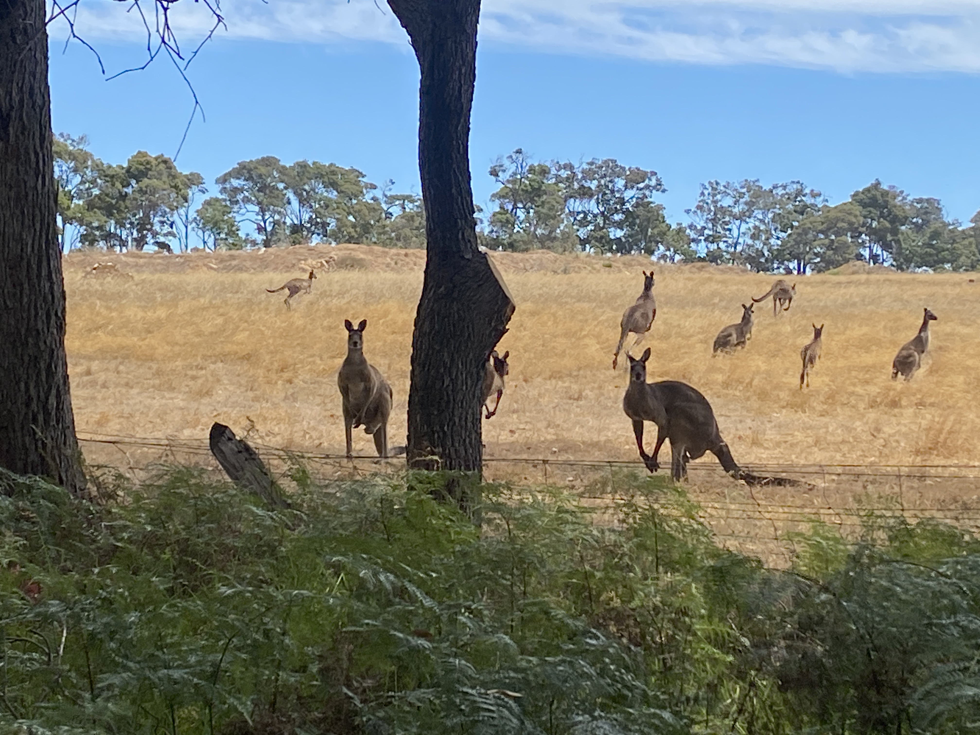 Adventures with Roos: A Kangaroo Encounter