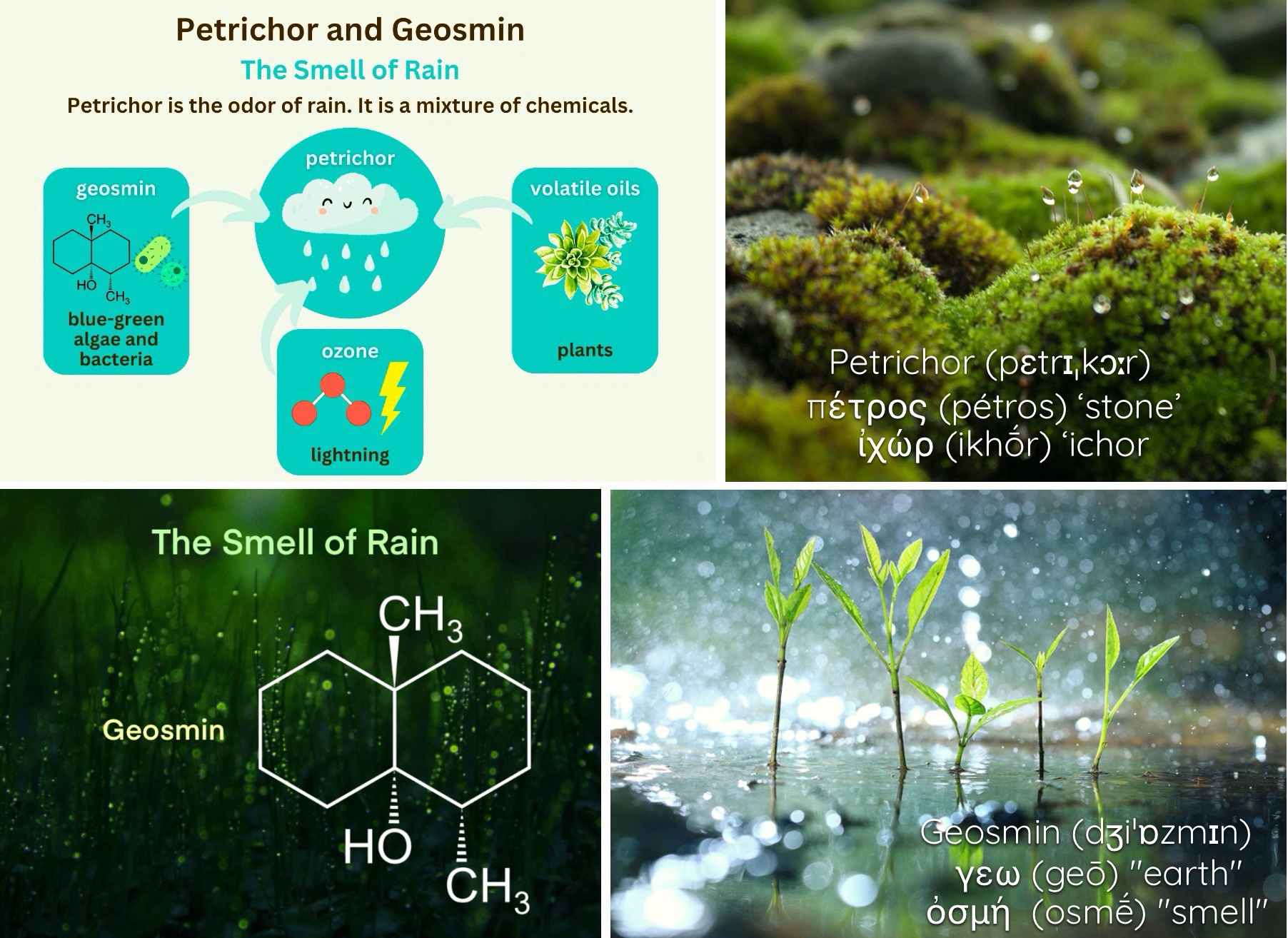 The Earthy Aroma of Petrichor and Geosmin