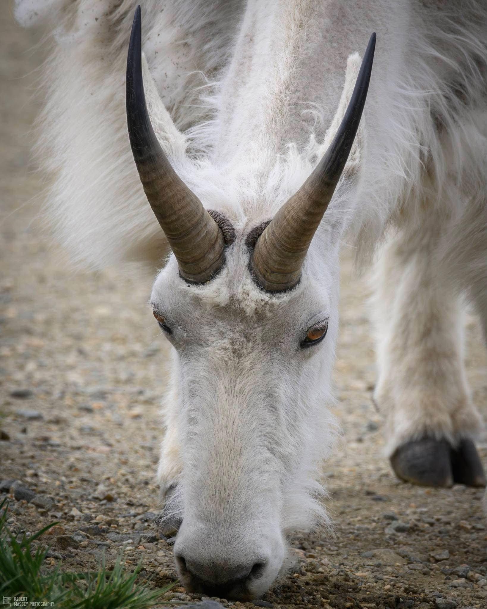 The Majestic Mountain Goat