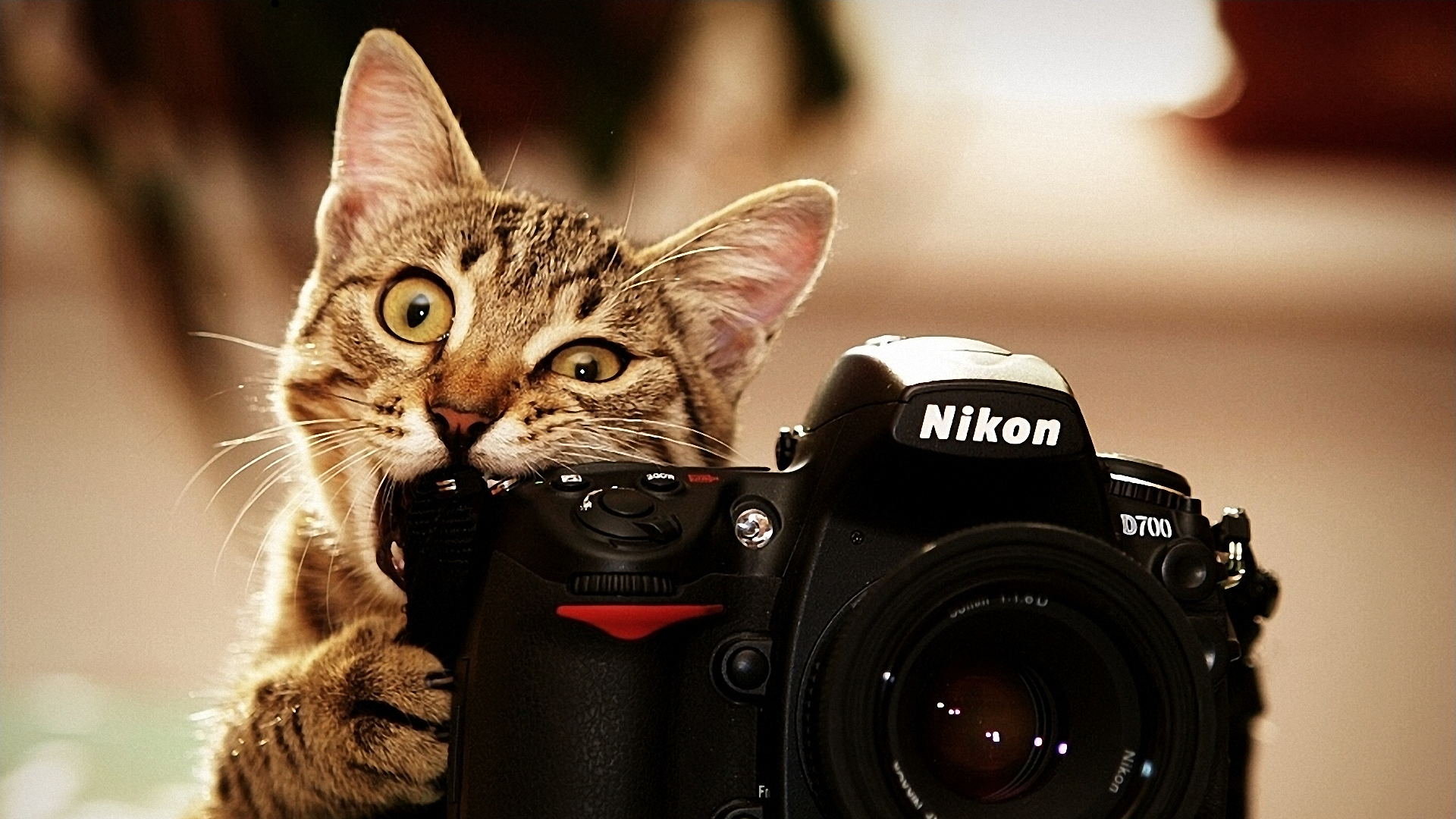 Just Say Tuna and Watch the Magic Happen