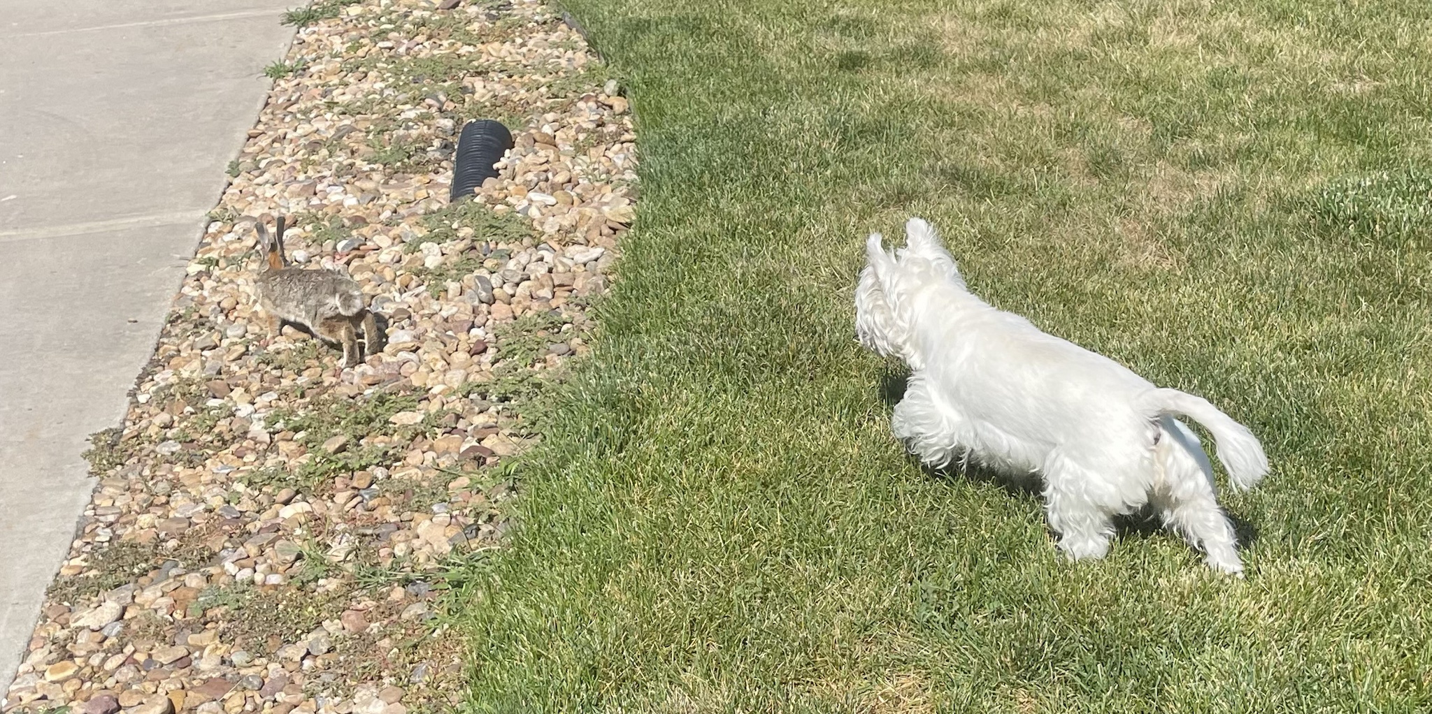 Lily Bella's Bunny Encounter: A Celebration of LB