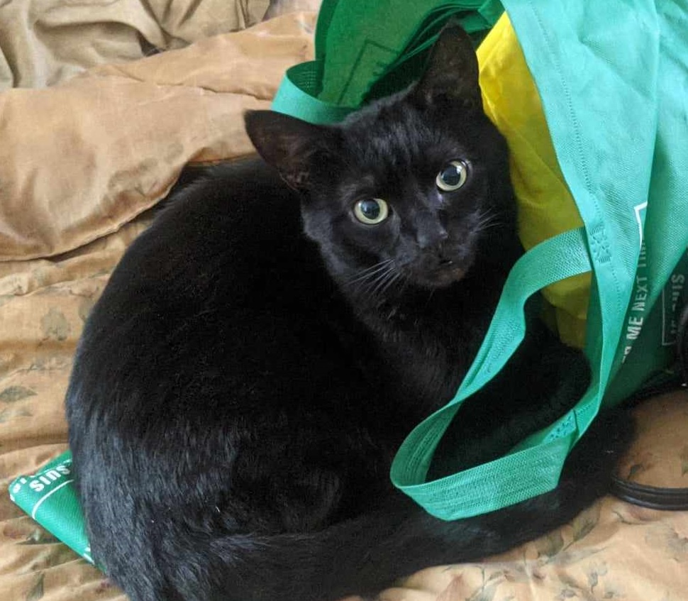 Saying Goodbye to My Special Companion