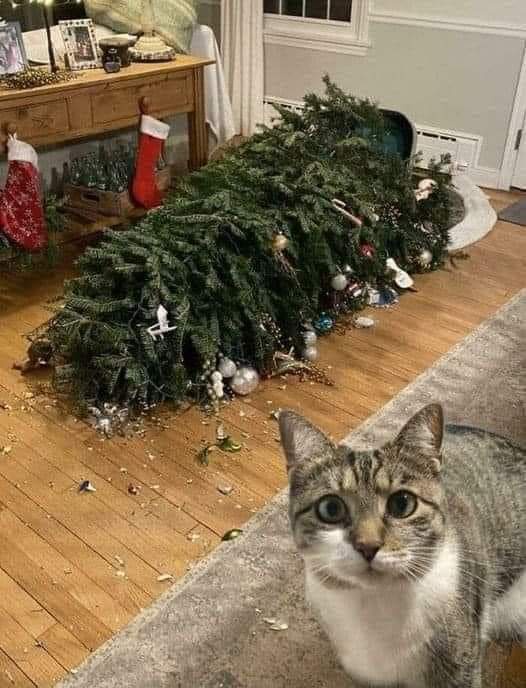 The dog is definitely the culprit here