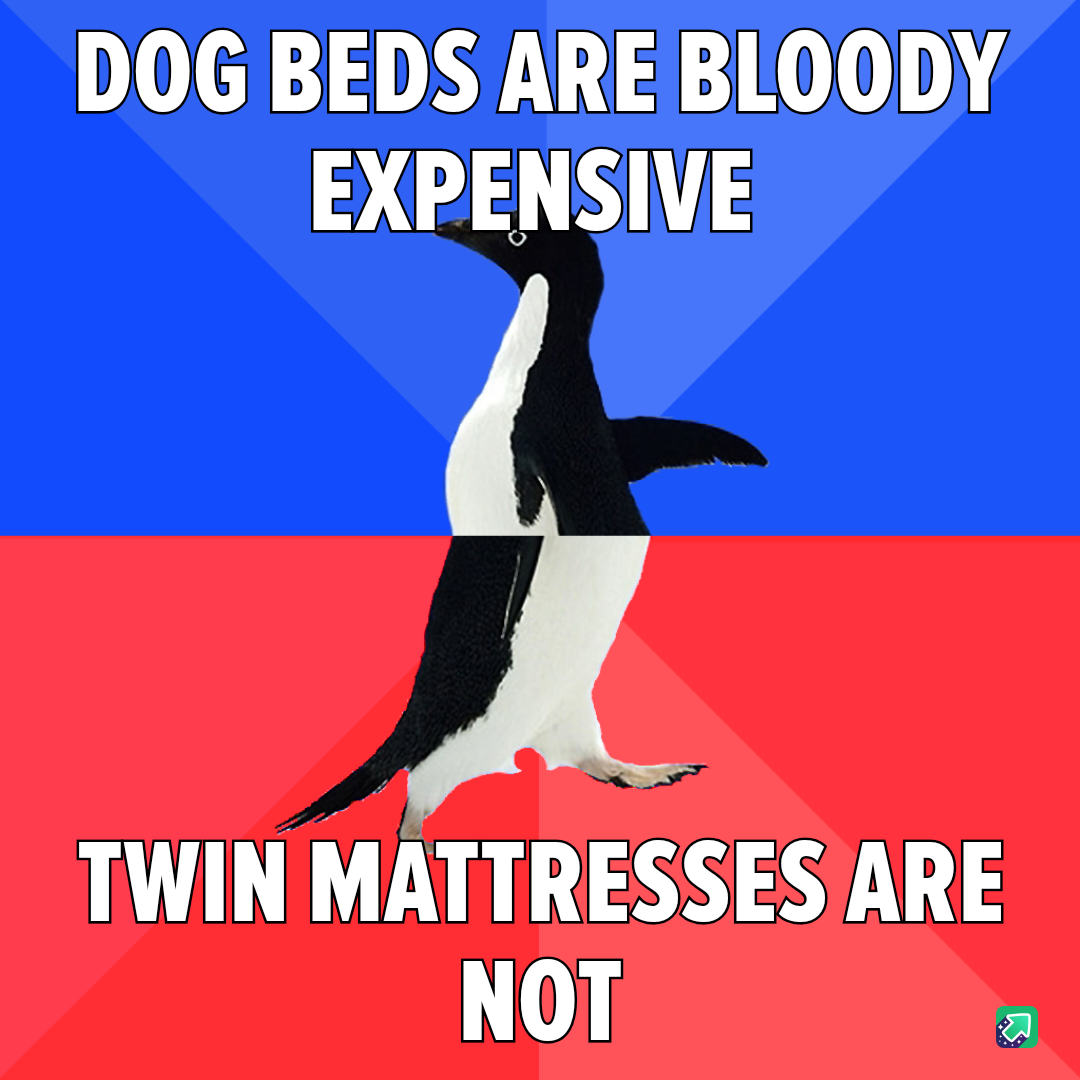Did I Really Buy My Dog a Twin Mattress? Absolutely, and I Saved Big!