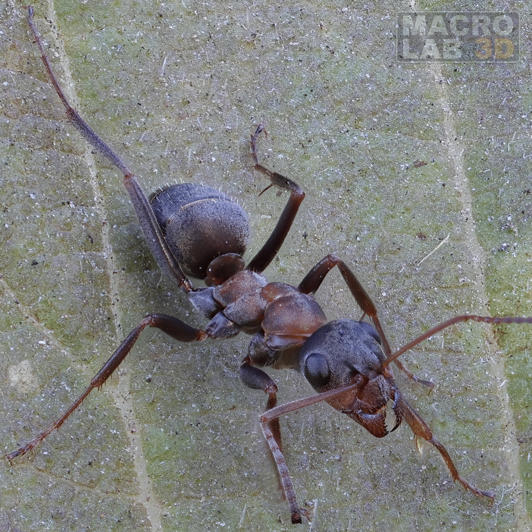 A tiny 6mm ant perched on a leaf, nature's little marvel.