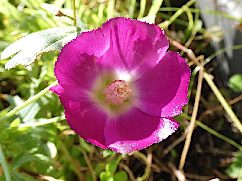A Glimpse of Autumn's Beauty in the Garden (2024) #6