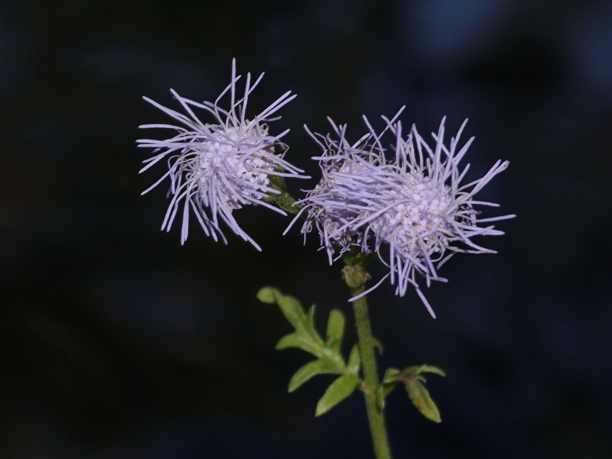 Exploring the Beauty of Desert Botanical Gardens