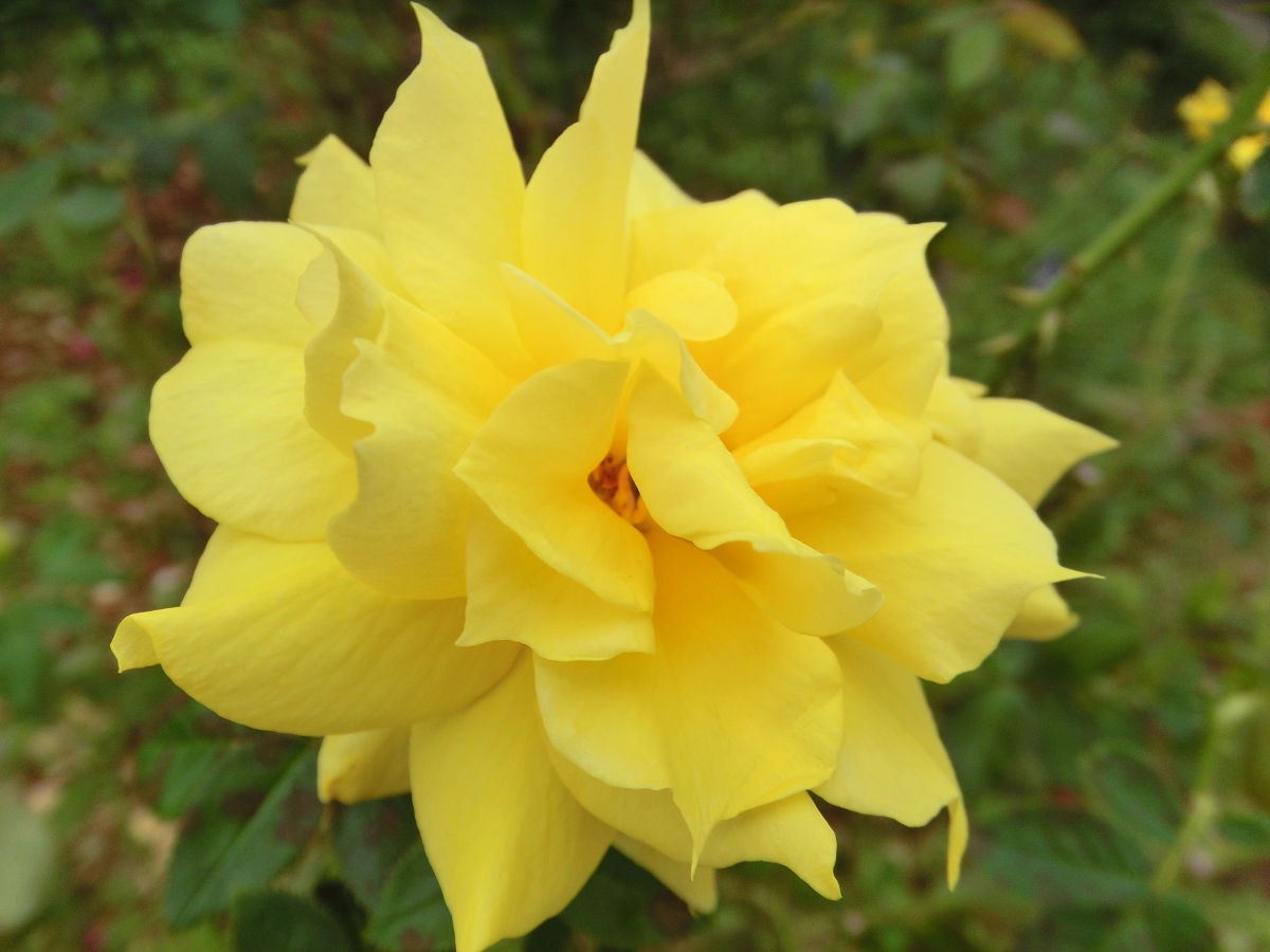 A Glimpse of the Yatsu Rose Garden in October 2013