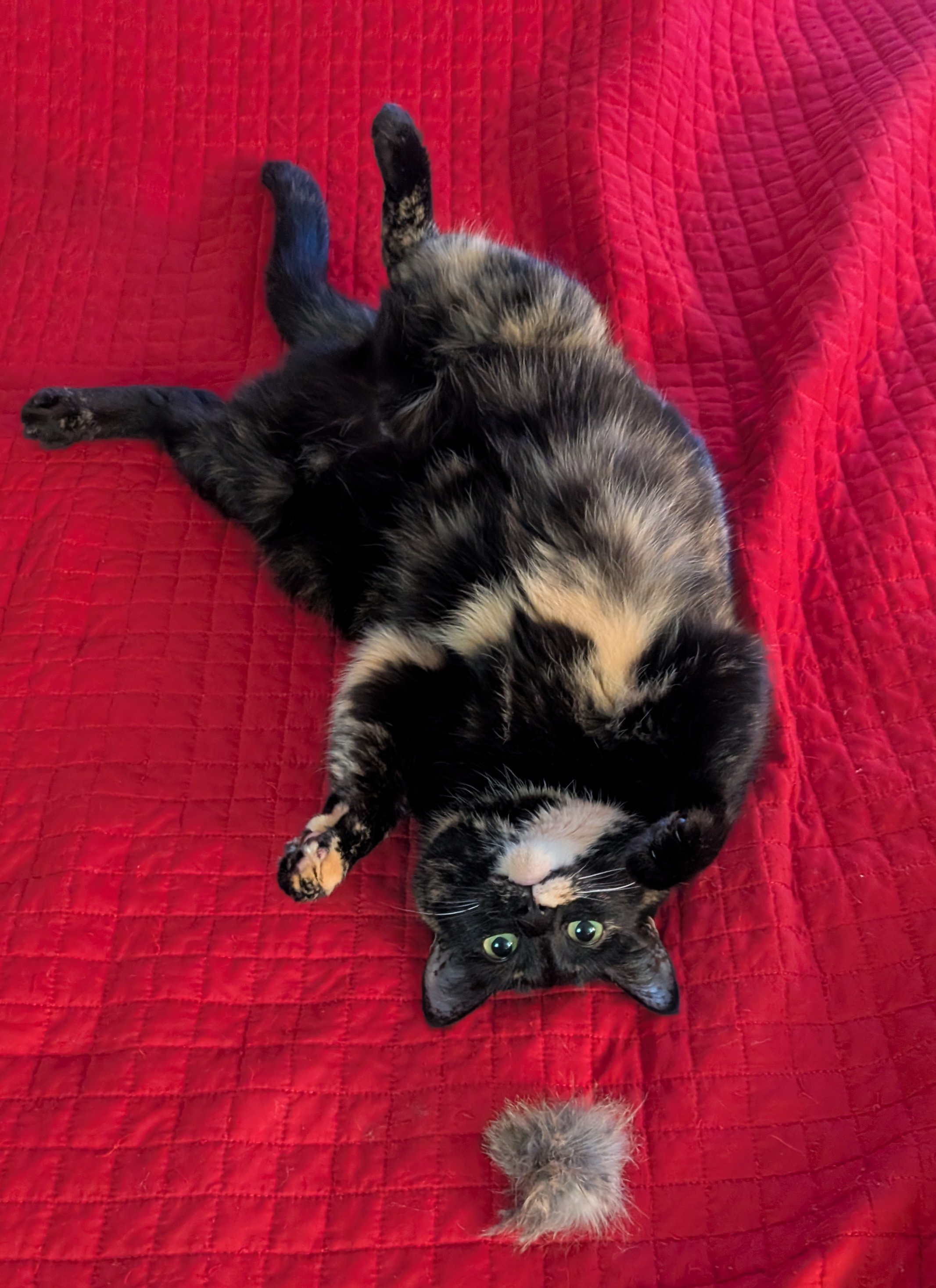 Meet Smudge and Her Adorable Tribble
